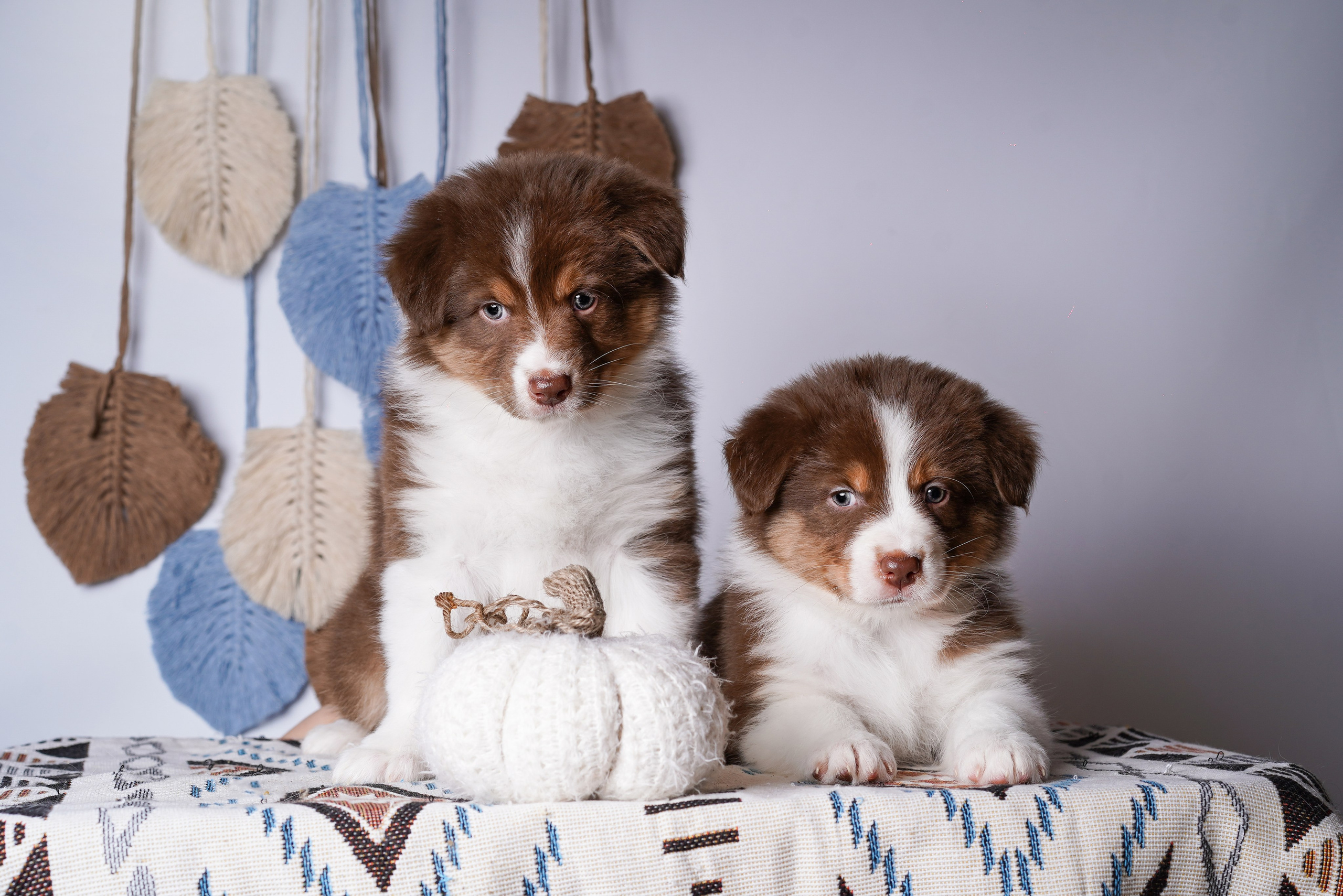 Щенки аусси. Фотограф-анималист в Санкт-Петербурге Яна Мартынова