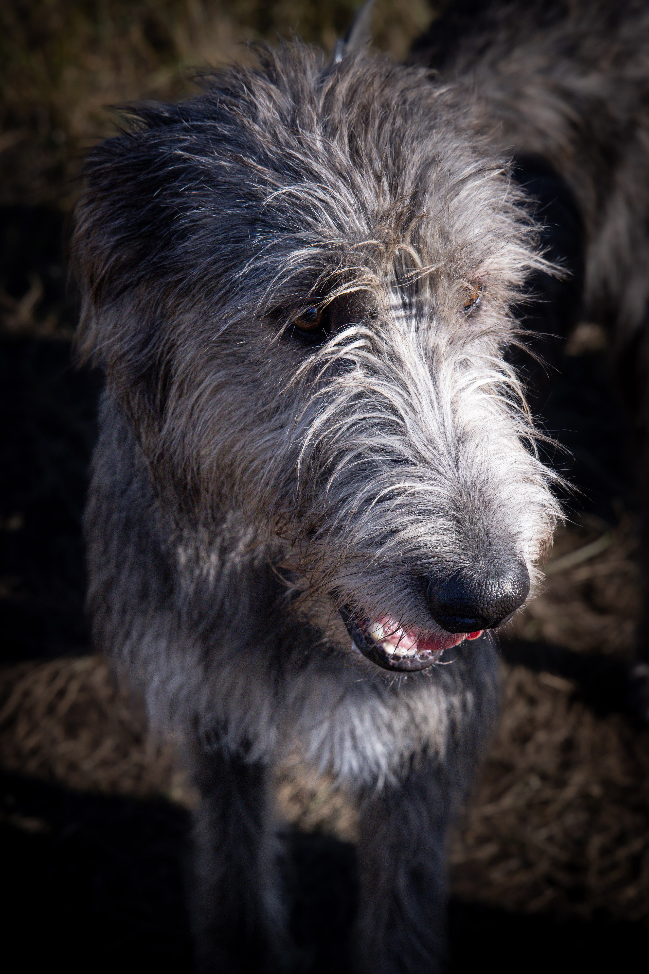 Собаки. Антонина Савельева Фотограф Ставрополь
