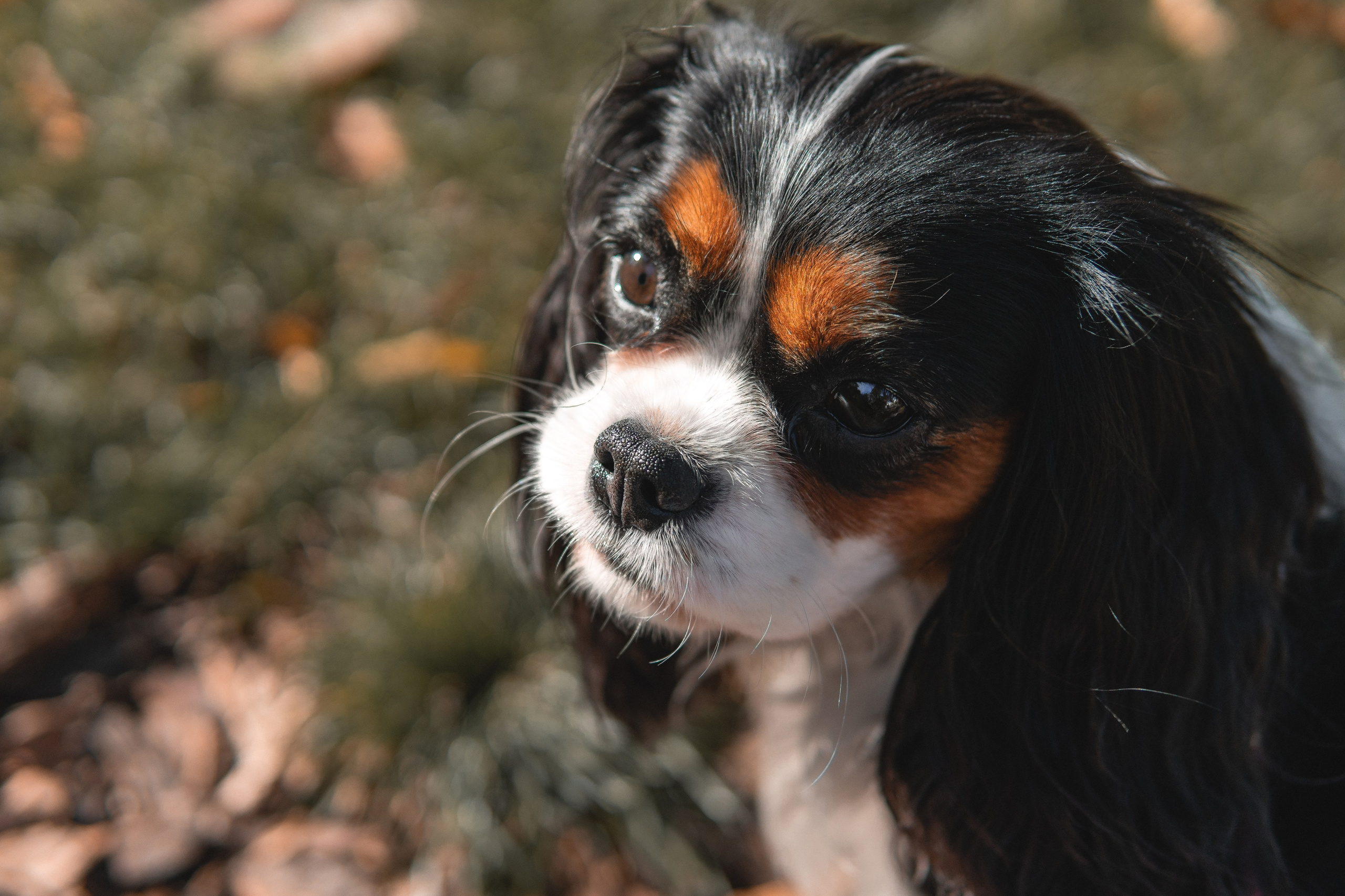 Катя и Беки: осенняя история. Портретный и репортажный фотограф в Воронеже: Анастасия Пузикова