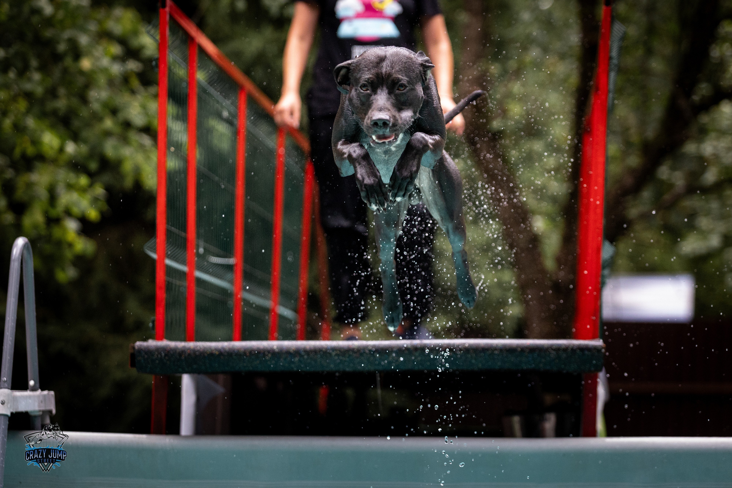 Собаки, спорт, Док дайвинг. Свадебный и репортажный фотограф в Москве и Московской области