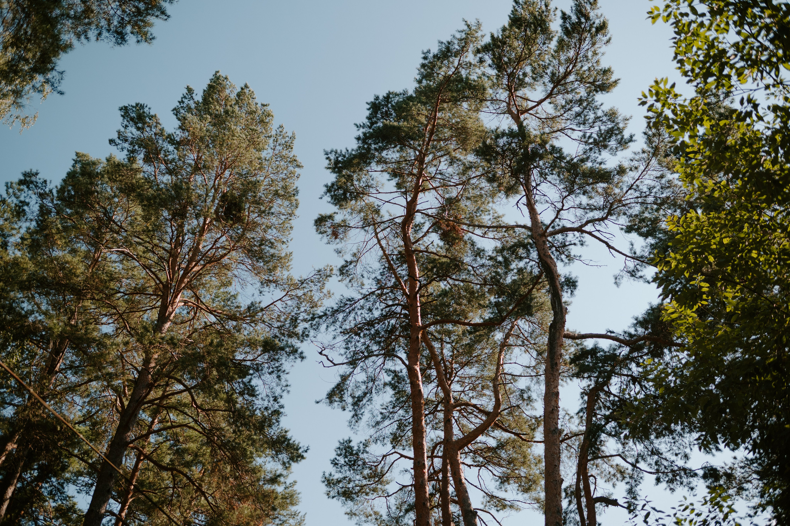Жить вечно. Свадебный, репортажный и семейный фотограф в Москве Арина Зак
