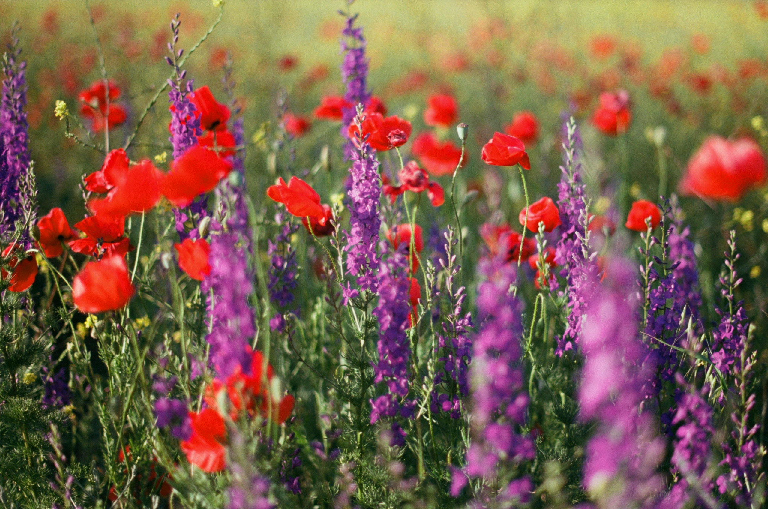 Champagne supernova // ukraine, crimea II. EVER EXPOSED