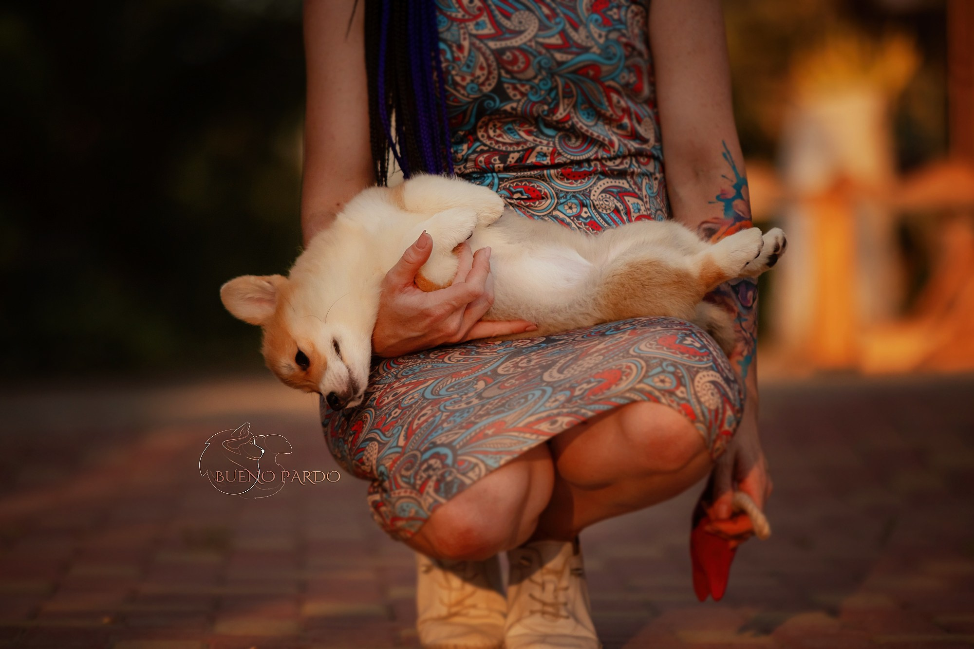 Щенки вельш корги пемброк из питомника. Питомник собак Акита, Хаски, Корги