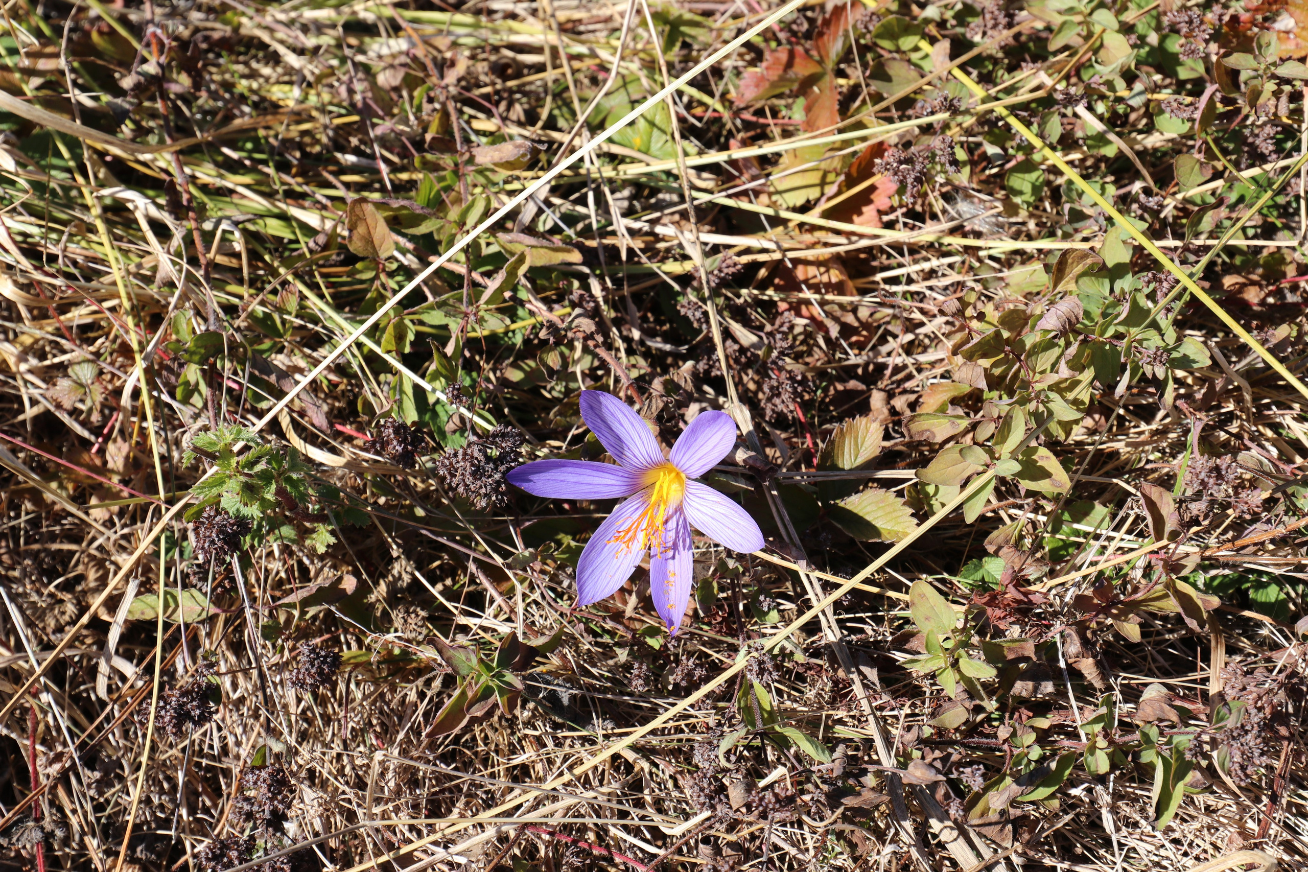 Крым. ЮБК (Фиолент, Ай-Петри, Роман-Кош). Знакомство. Октябрь 2017. Путешественник-фотограф из Санкт-Петербурга Татьяна Свистулина