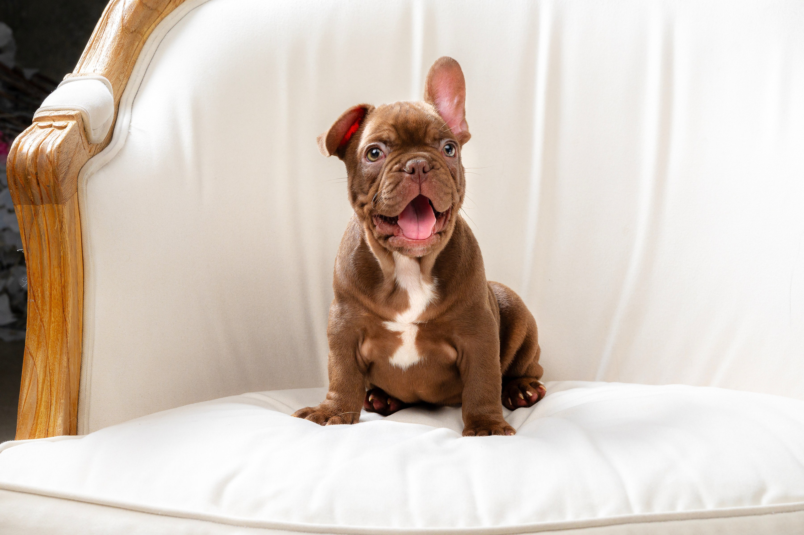 Питомцы. Интерьерный фотограф. Фото- видеосъемка недвижимости Санкт-Петербург