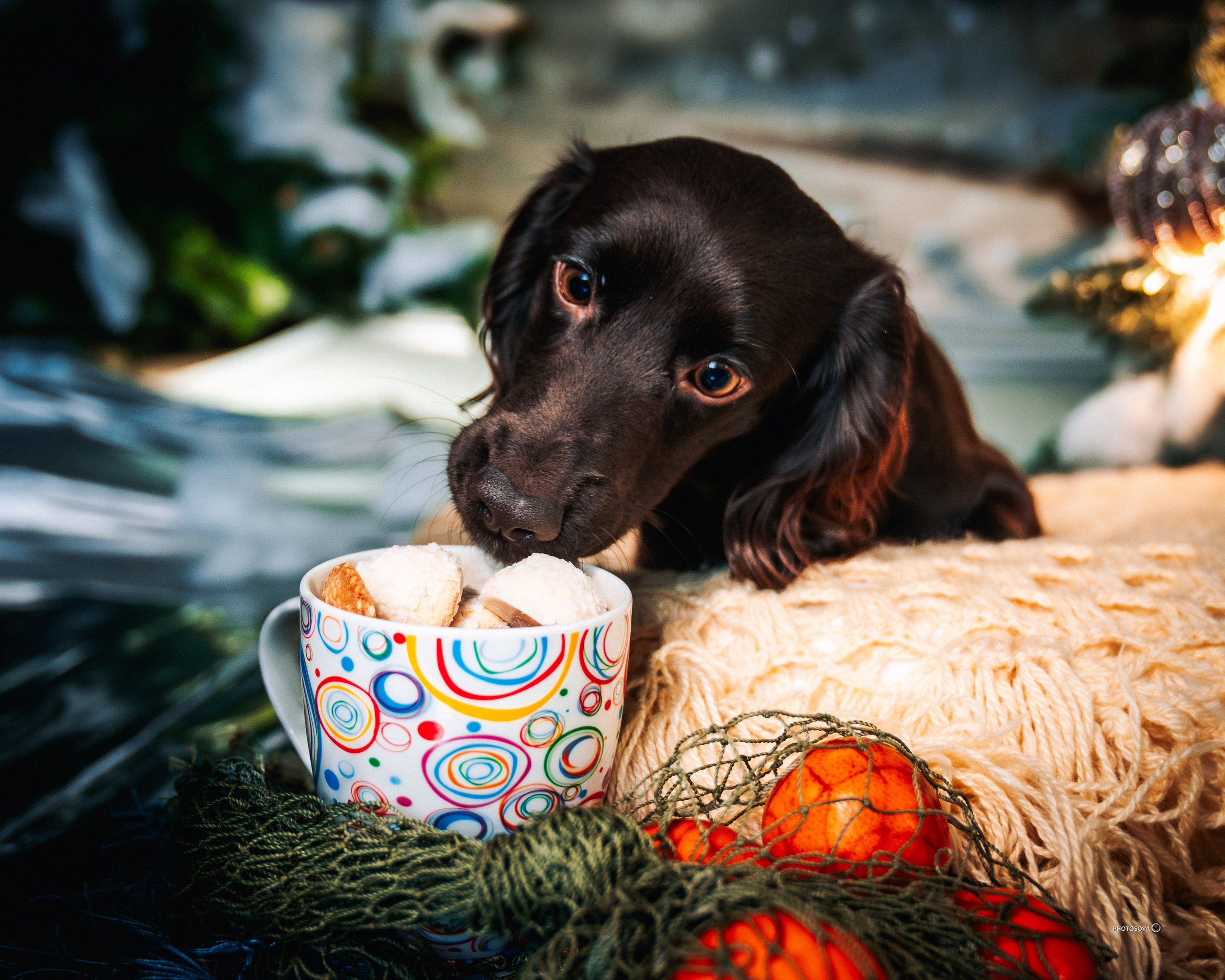 ФОТОПАМЯТЬ ВАШИХ ЭМОЦИЙ. Фотограф-анималист, семейный фотограф в Москве и Подмосковье. Фотосъёмка кинологических дисциплин