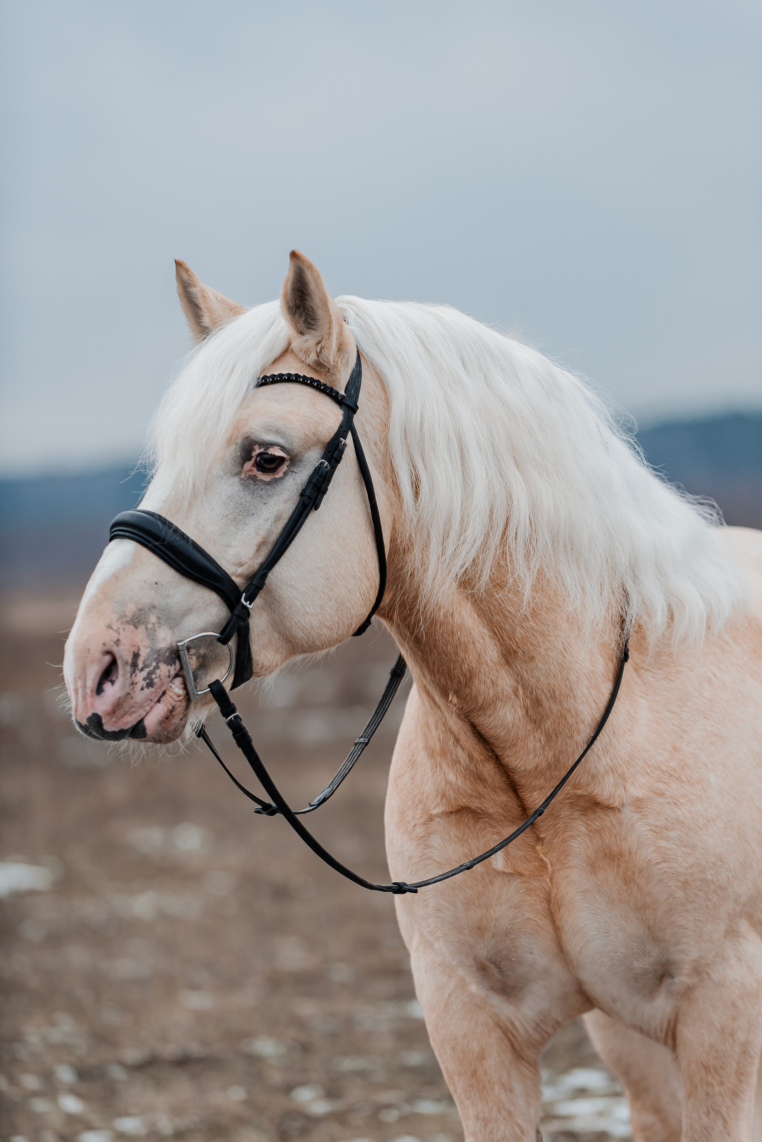 Equiestrian NES. Куракина Дарья • Конный фотограф