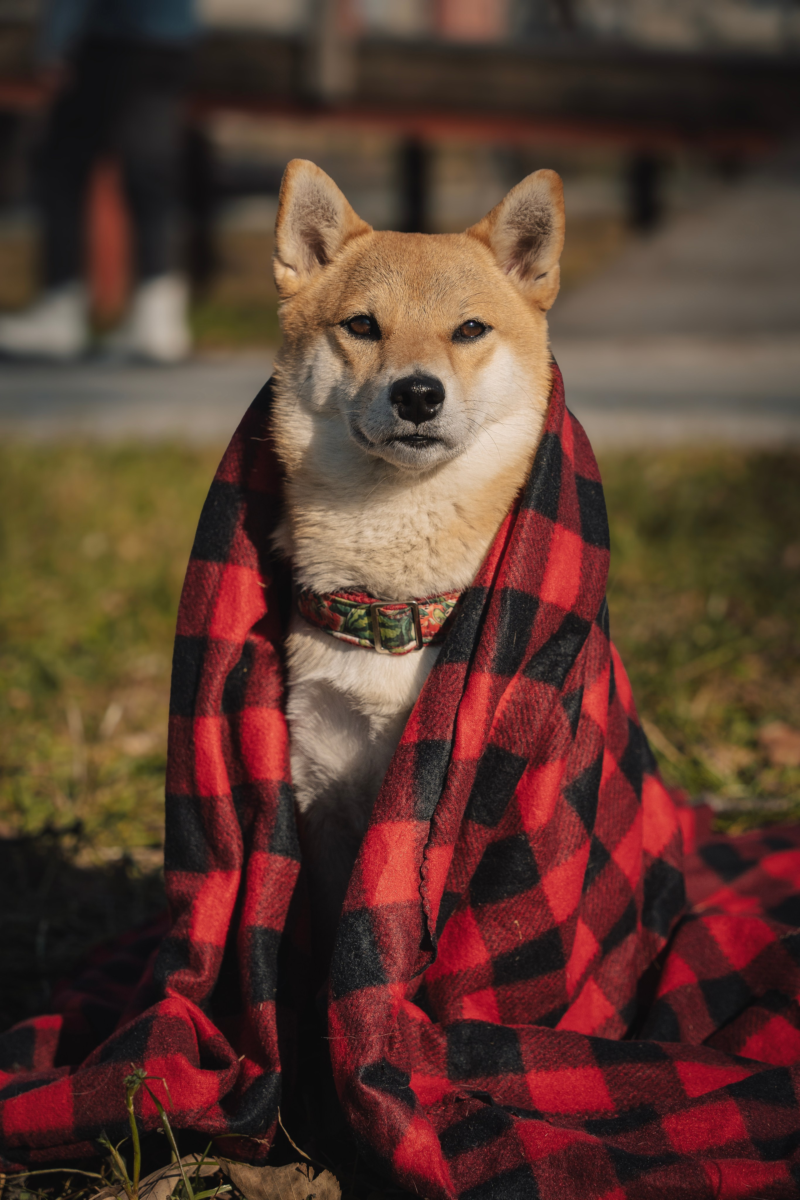 Семейная история. Семейный фотограф анималист г. Находка