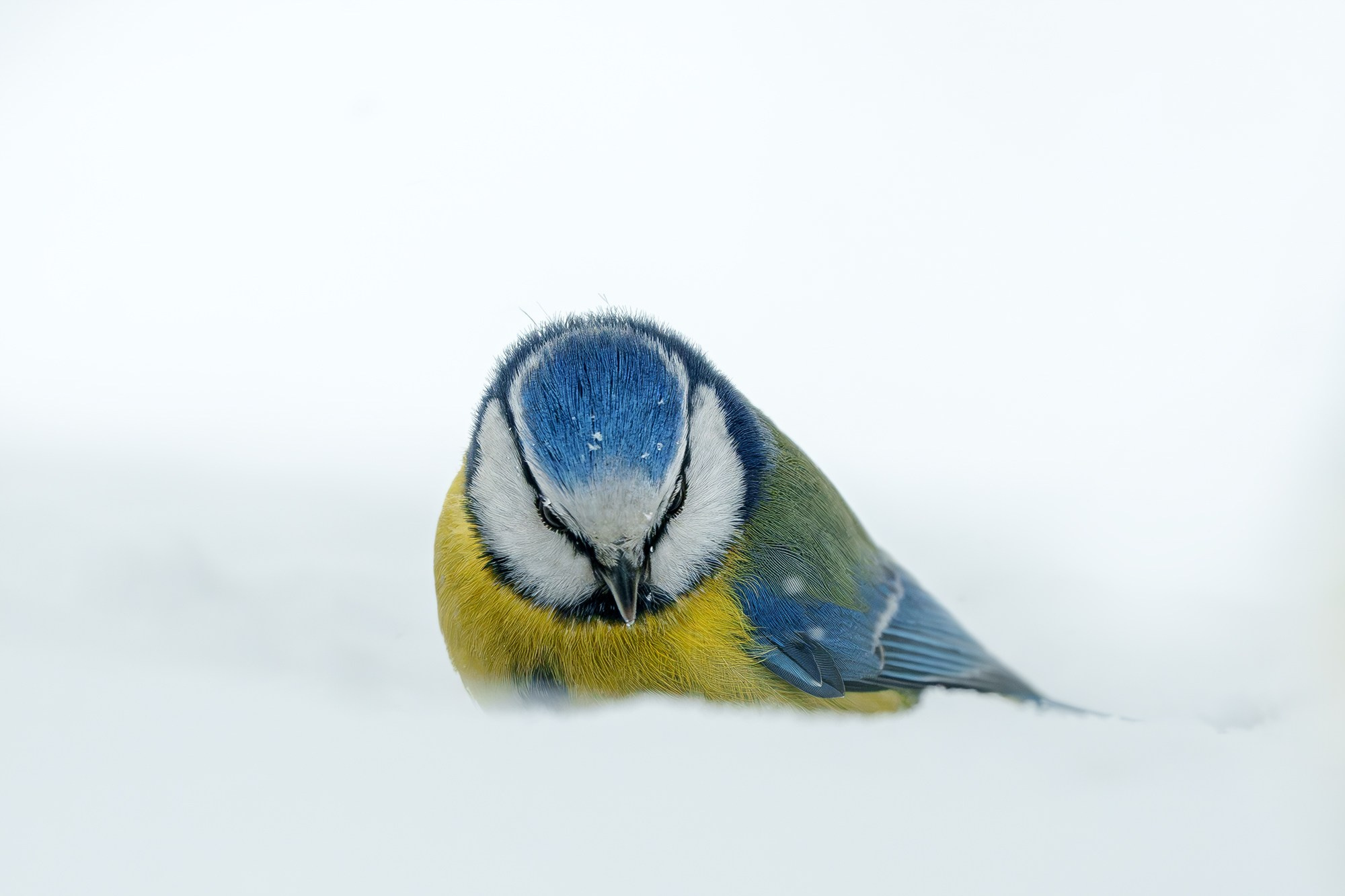 Удивительные мир птиц. Вокруг нас столько прекрасного — присмотритесь!. Ваш личный фотограф Марина Волкова
