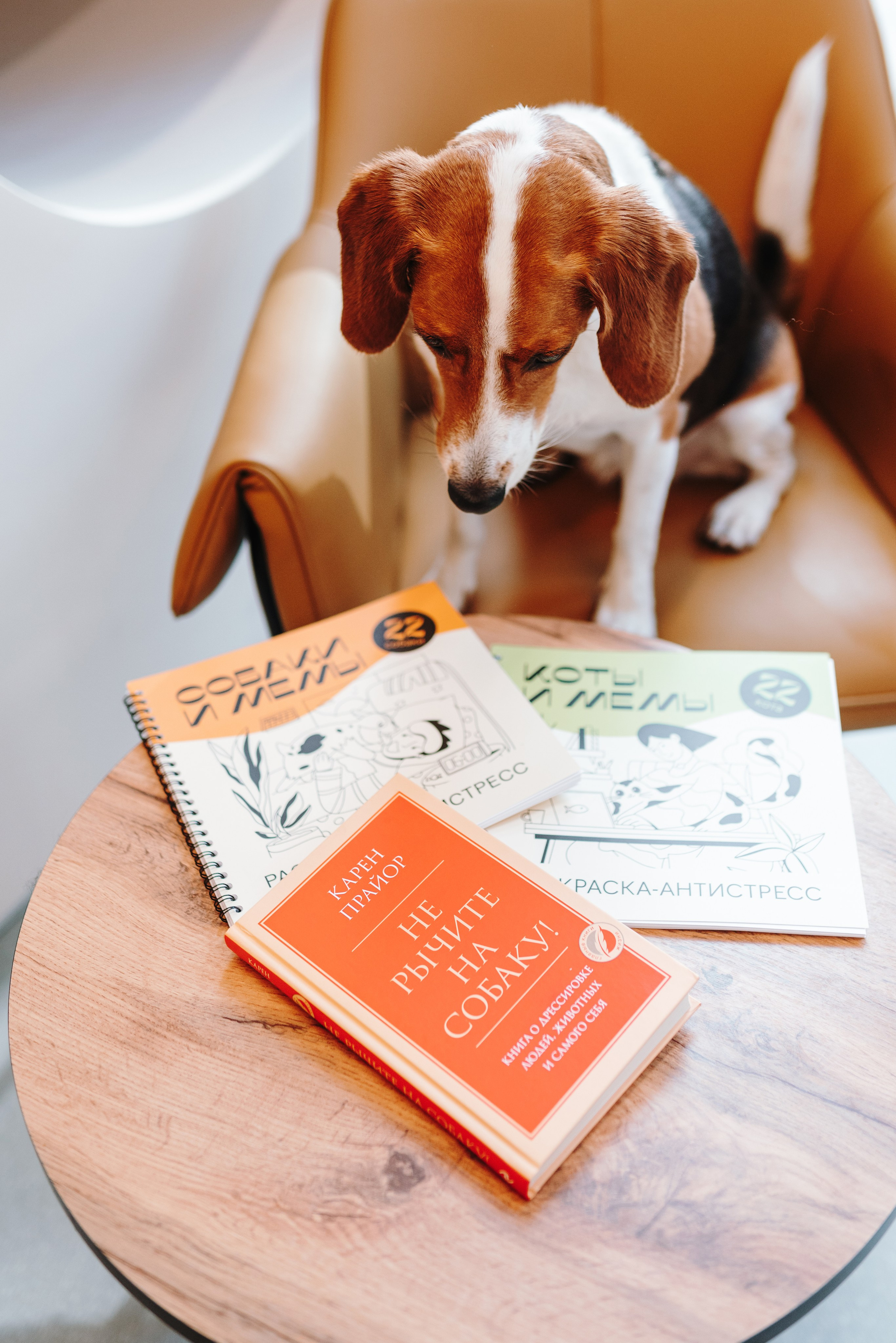 Груминг-салон. Фотограф анималист Осипчикова Мария