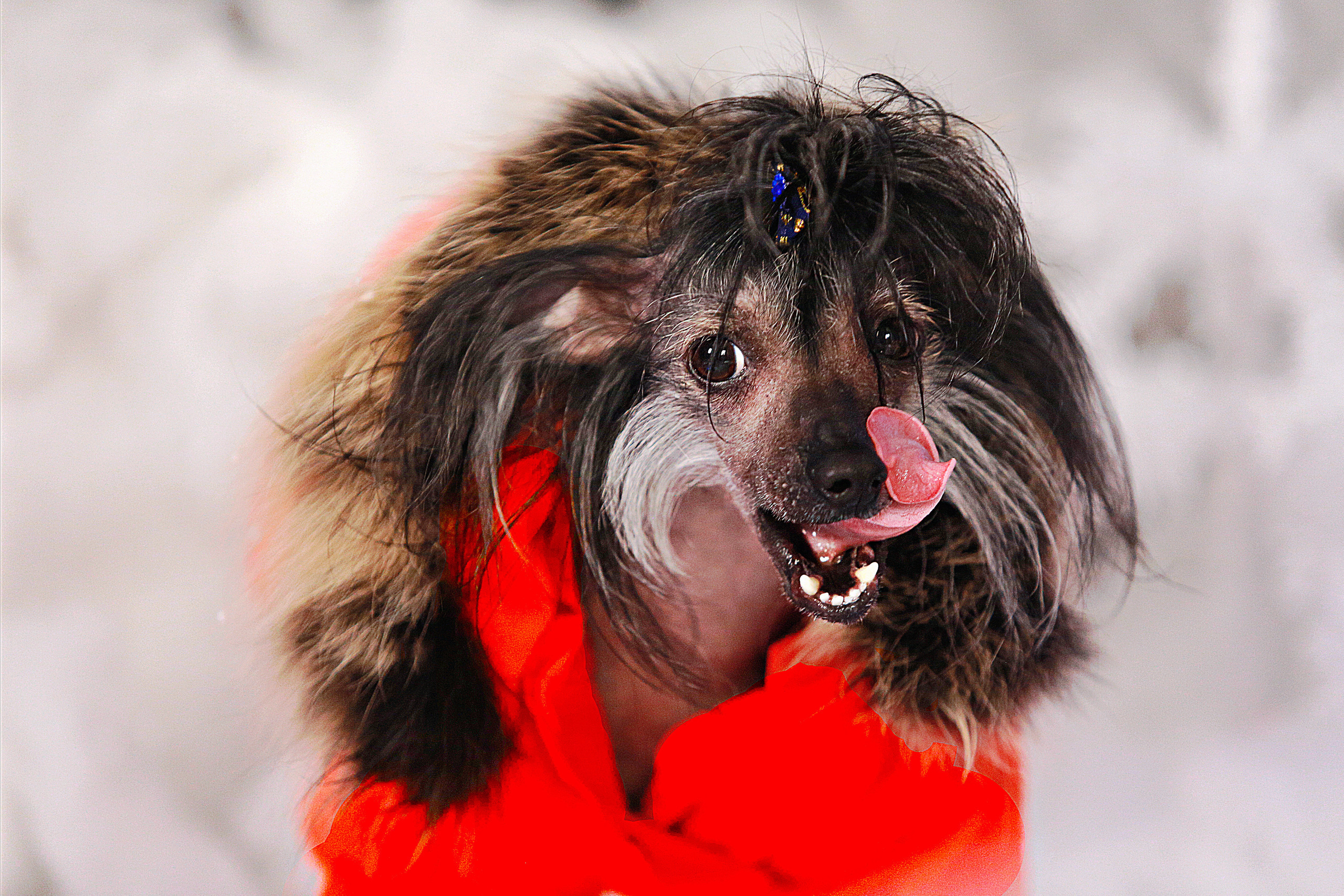 Новый Год. Фотограф в Москве Оксана Цехмистер