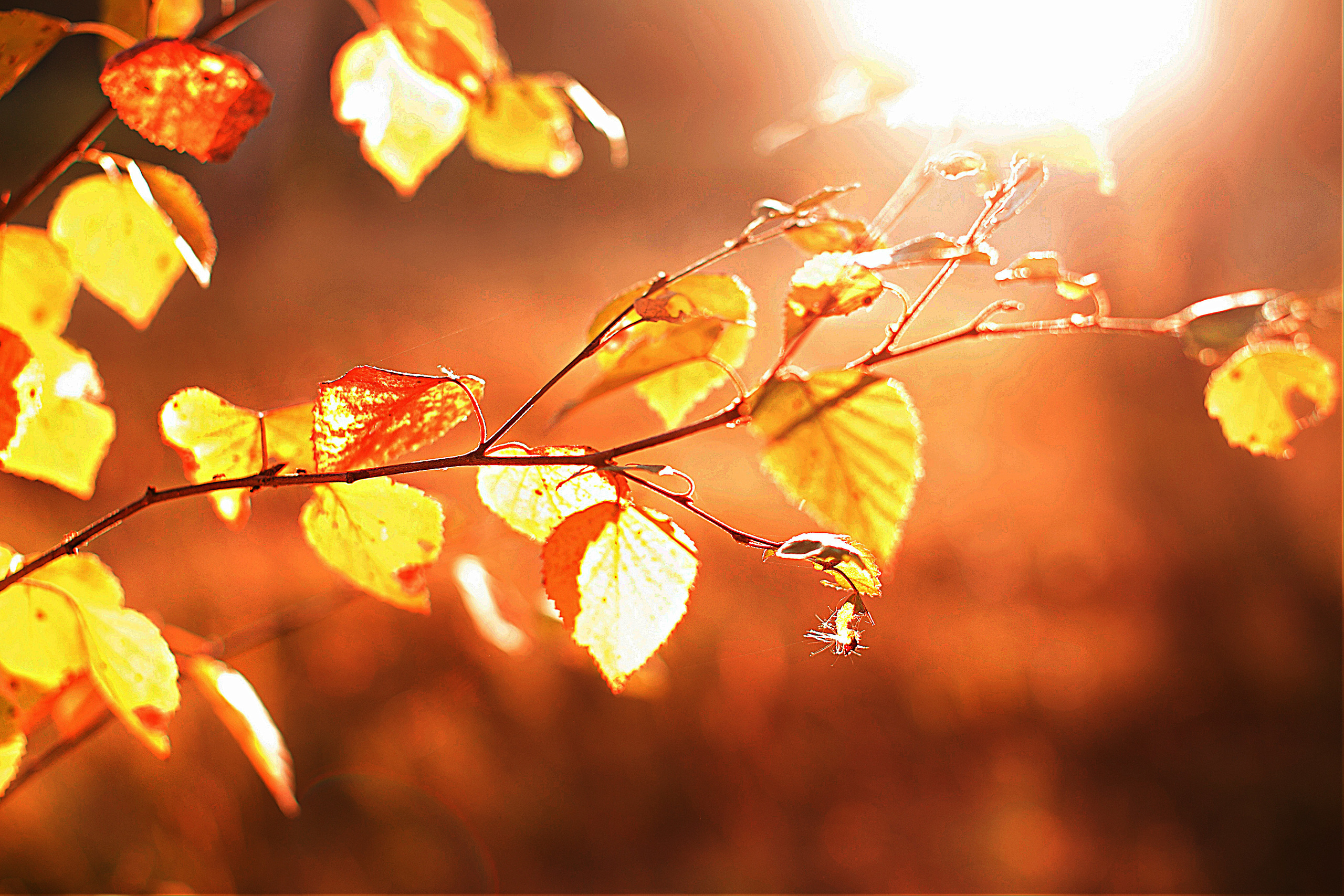 БЕРЕМЕННОСТЬ. ПРИРОДА. Люда&Максим. Фотограф в Москве Оксана Цехмистер