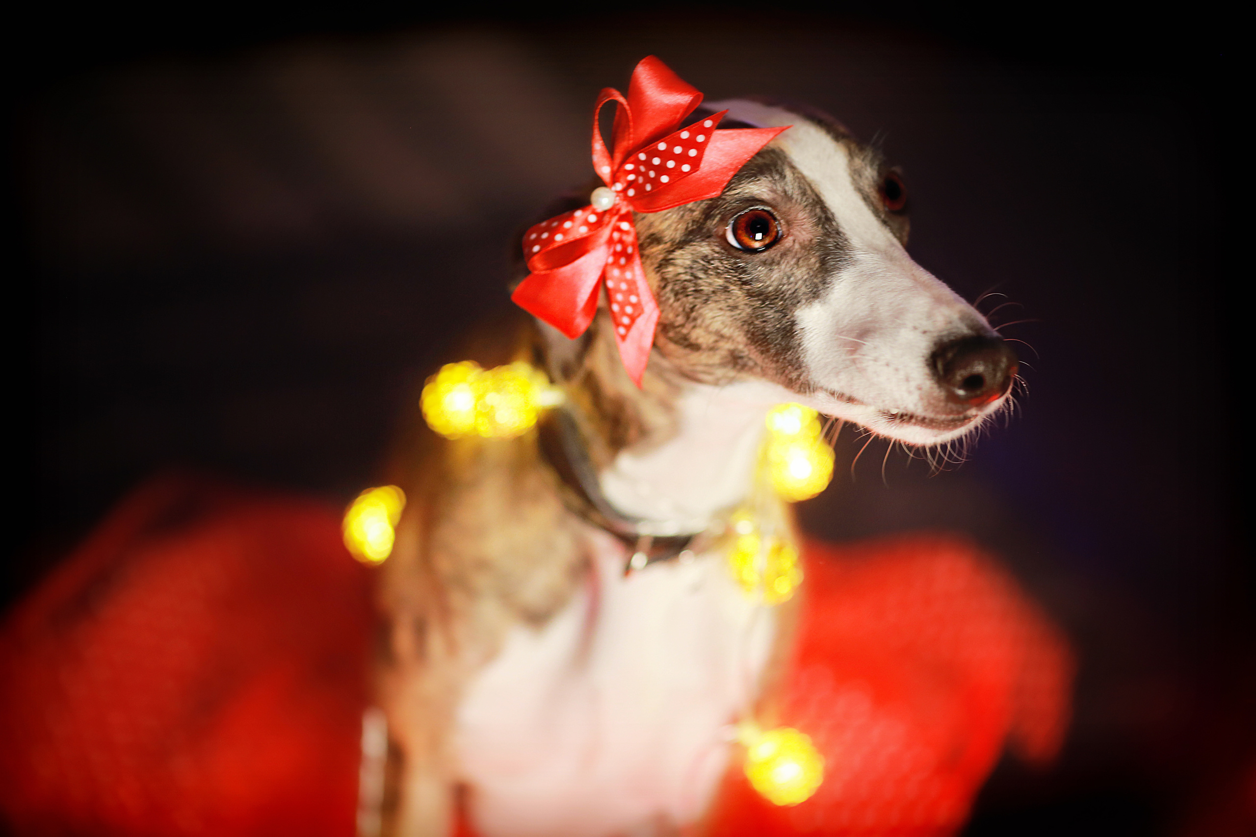 Новый Год. Фотограф в Москве Оксана Цехмистер