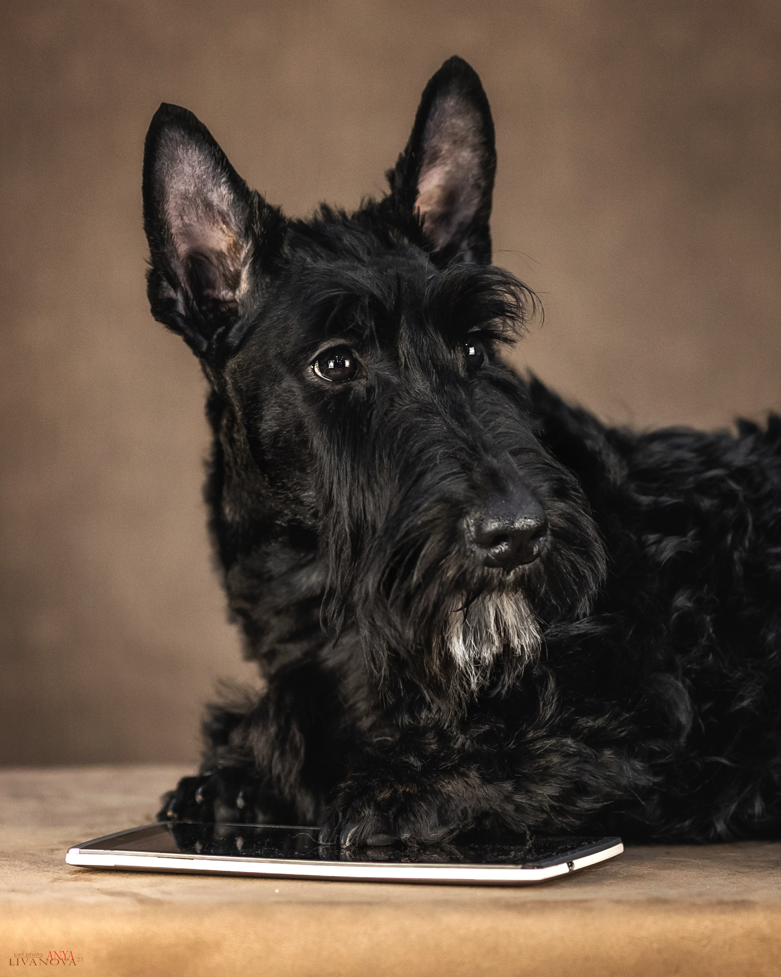 Скотч терьер. Фотограф анималист Аня Ливанова | Рыбинск