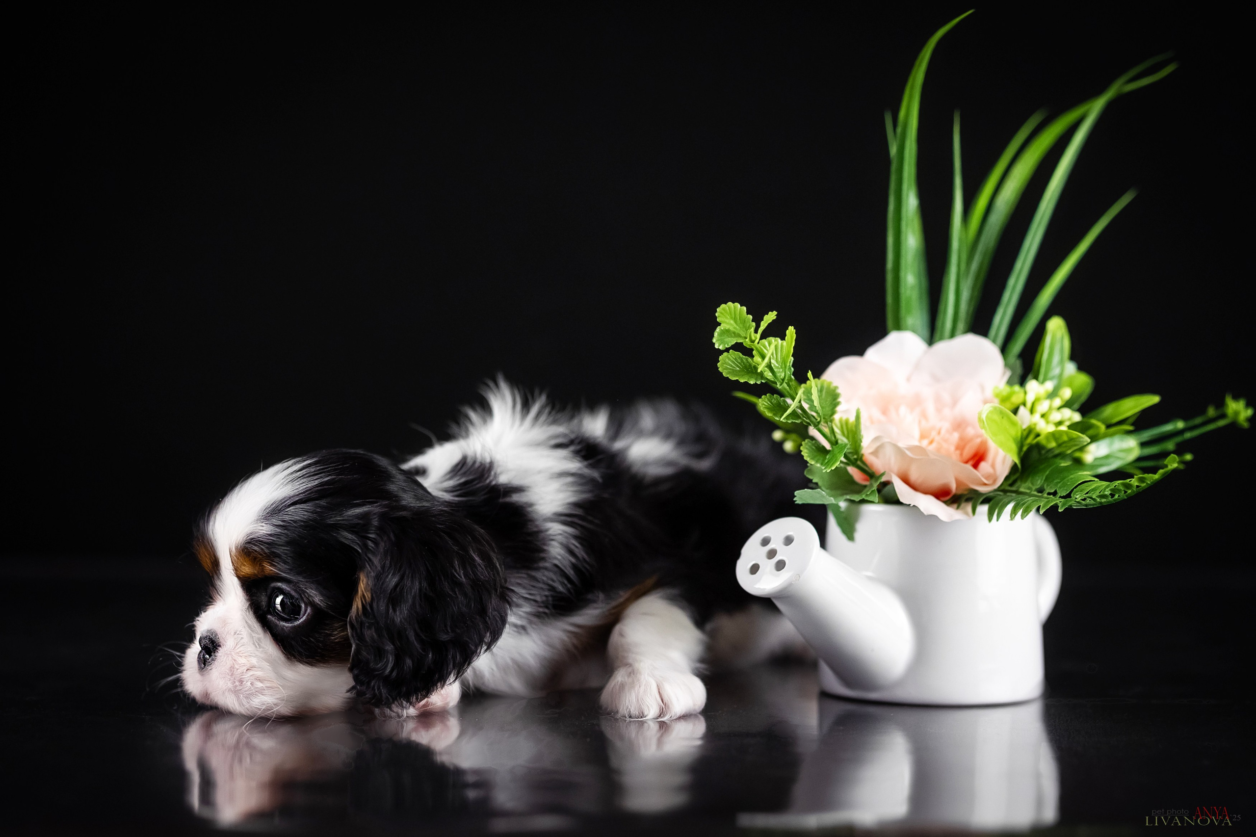 Кавалерчики. Фотограф анималист Аня Ливанова | Рыбинск