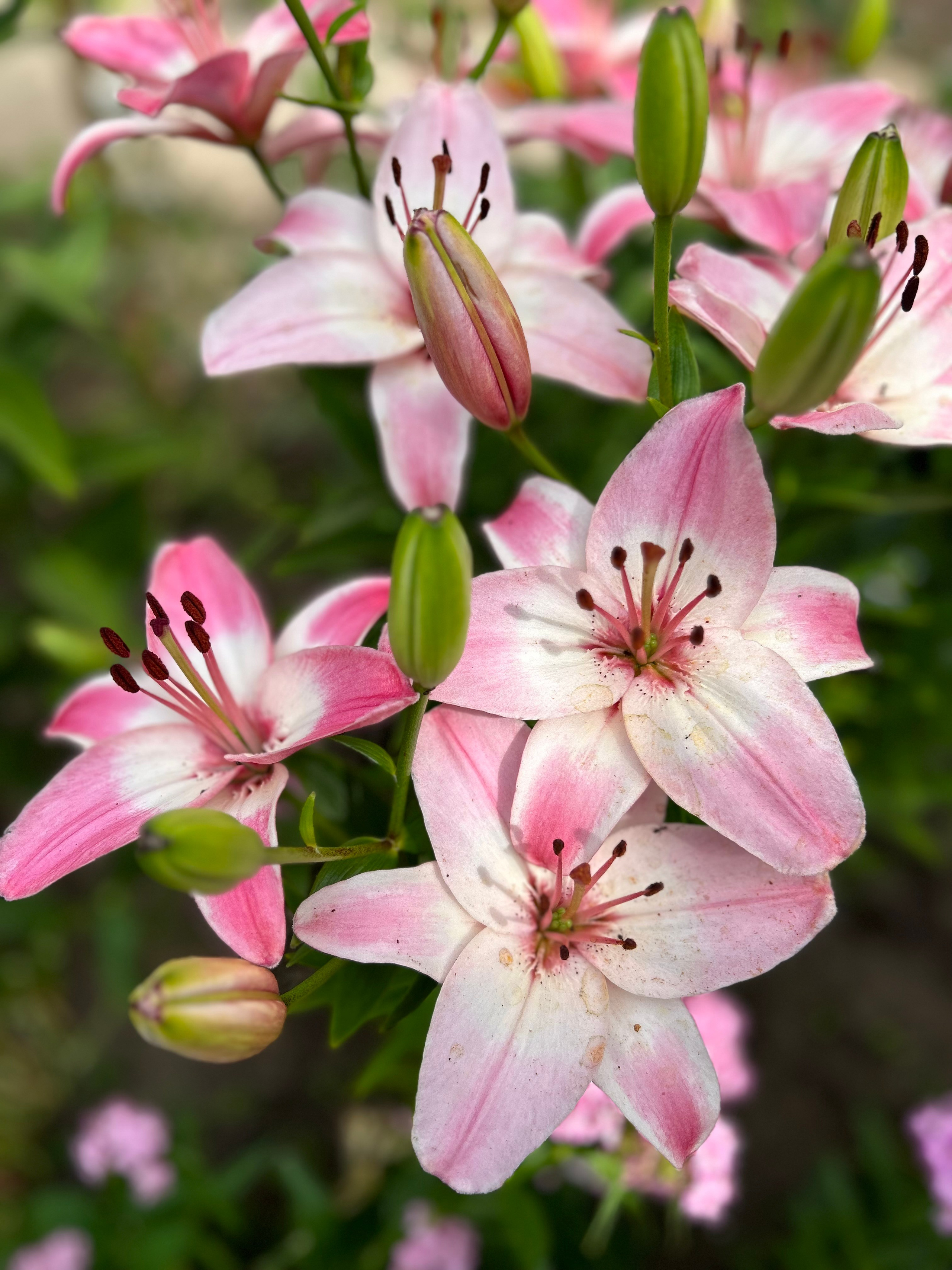 Цветы. Фотокружок «Видоискатель» ГБОУ СОШ № 291