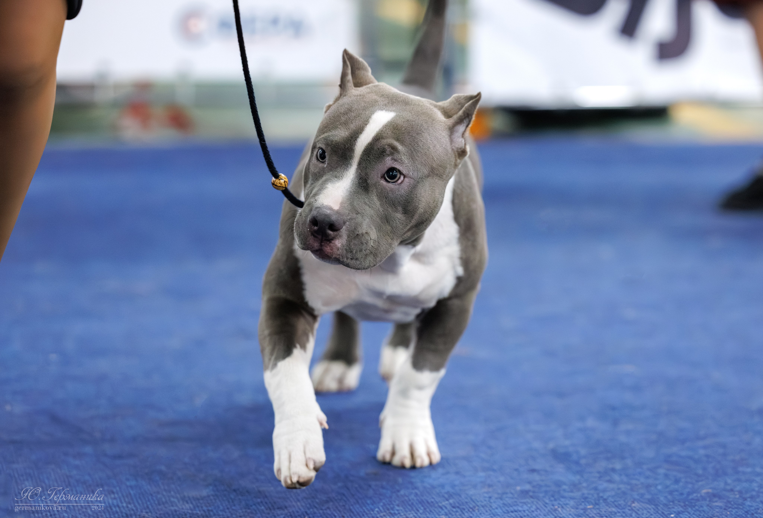 Сфера и Крокус 8,9,16 и 30.03.2025. Фотограф-анималист Юлия Германика