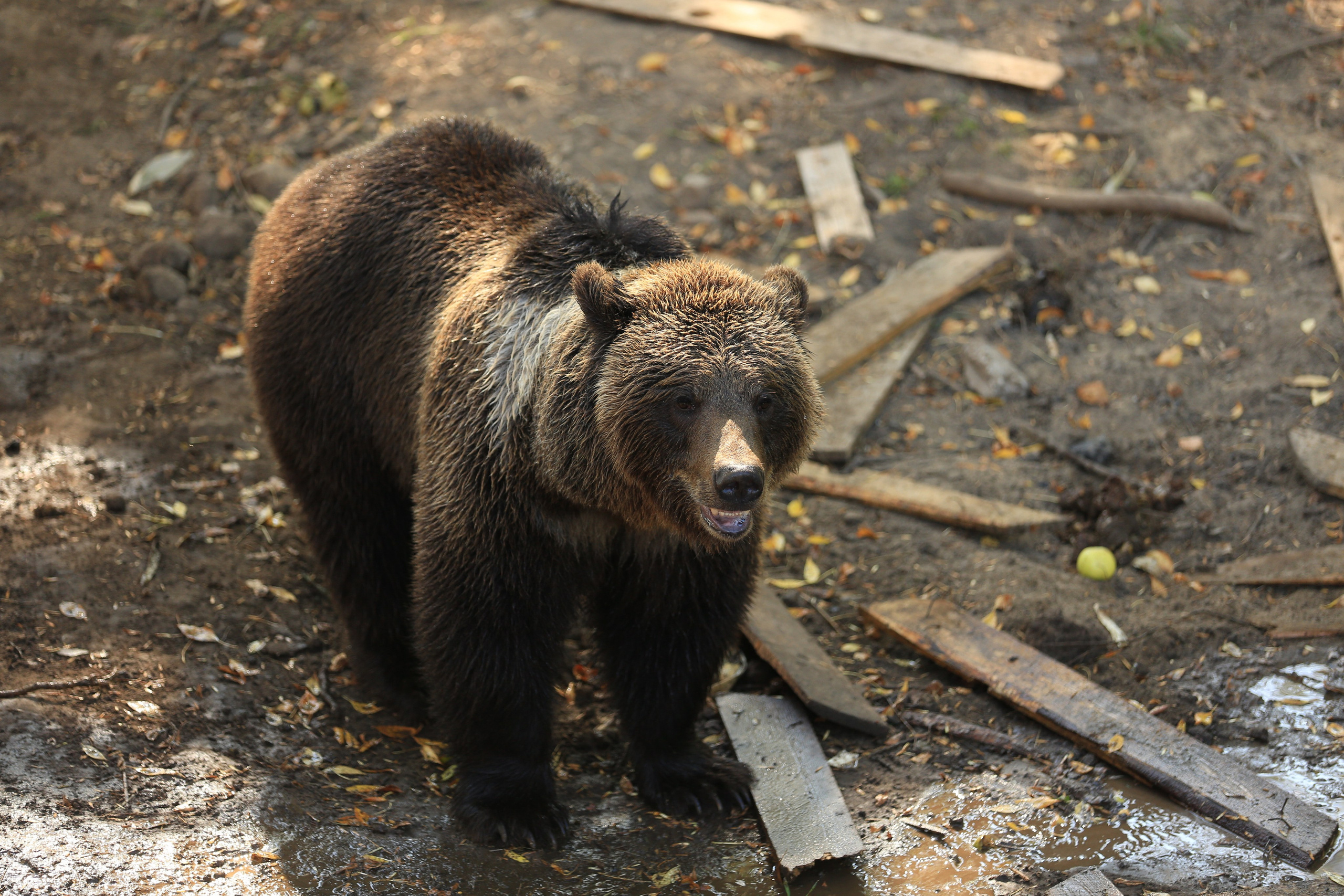 Медведь Мансур. Фотоальбом показывающий увлекательный мир авиации и мир медведей Андрея Иванова