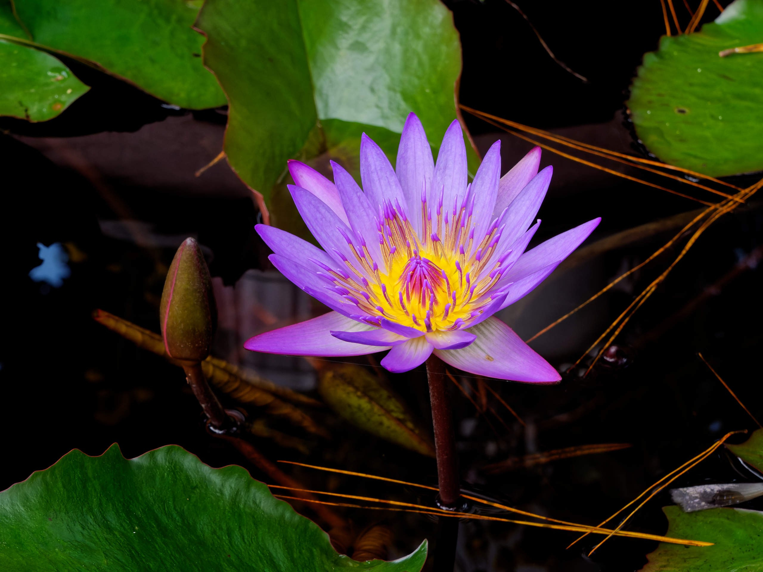 Далат 2023. Избранные фотографии