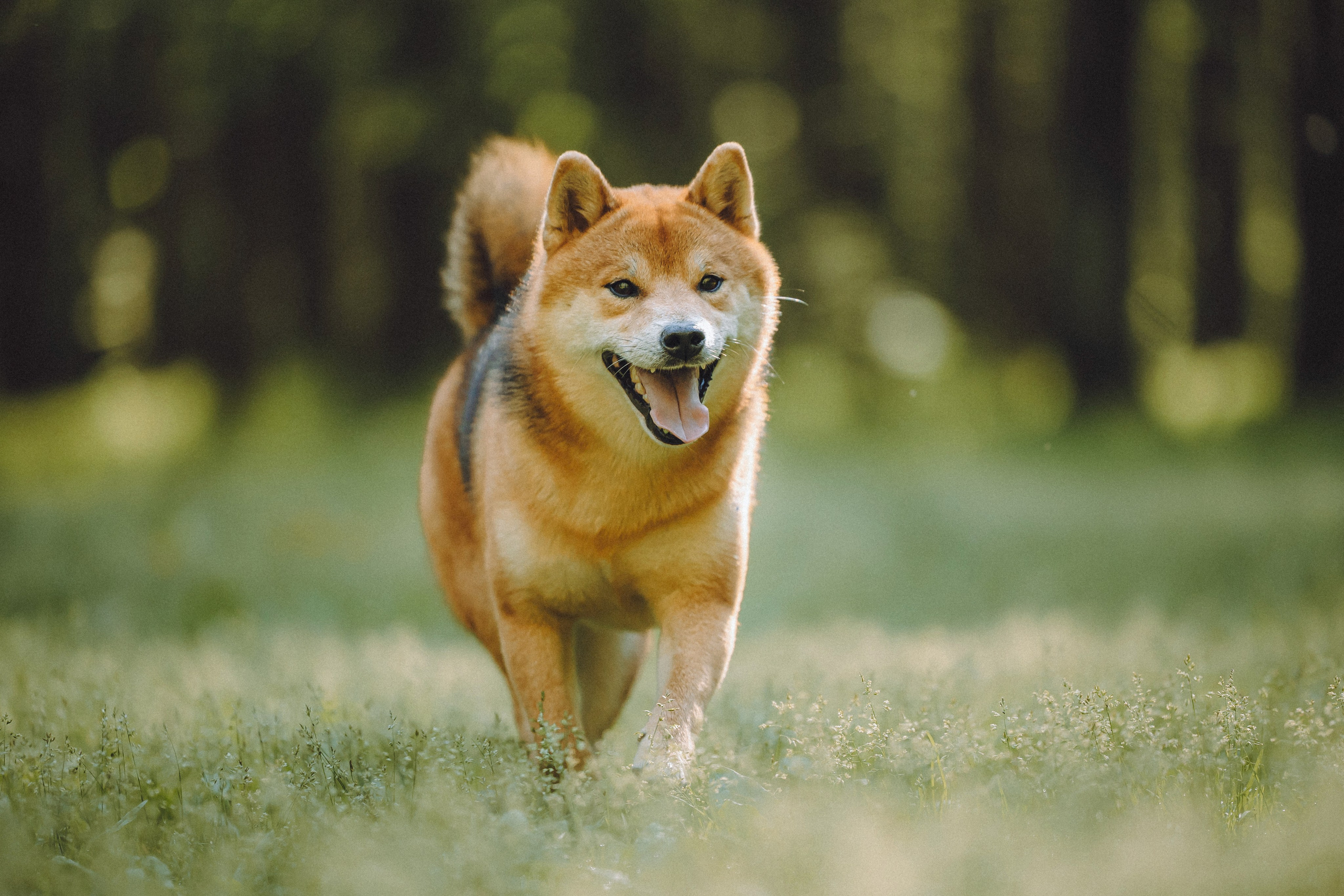 Шед, Цири, Чиби, Цера и их семья