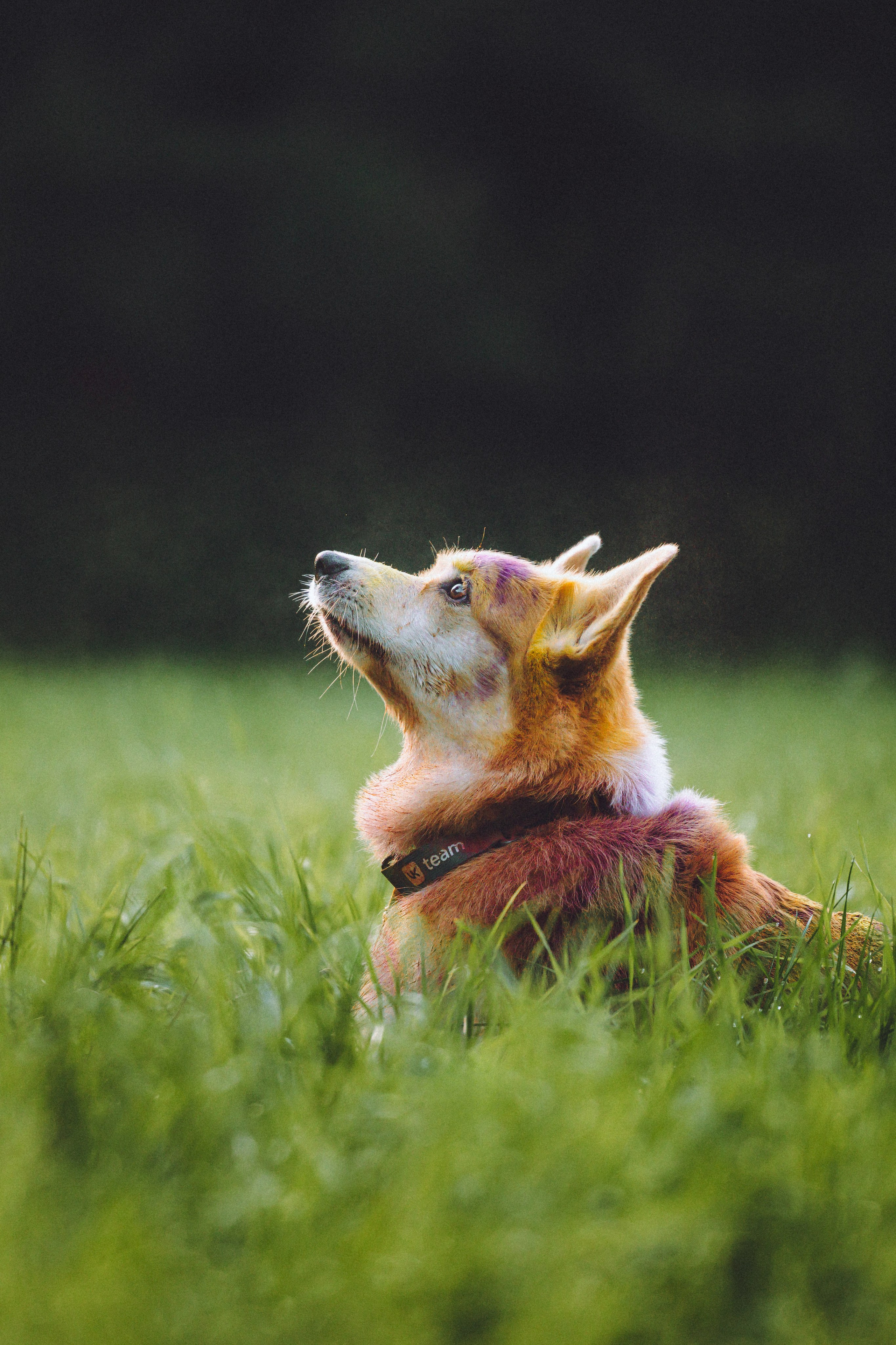 Пуговка и ее семья