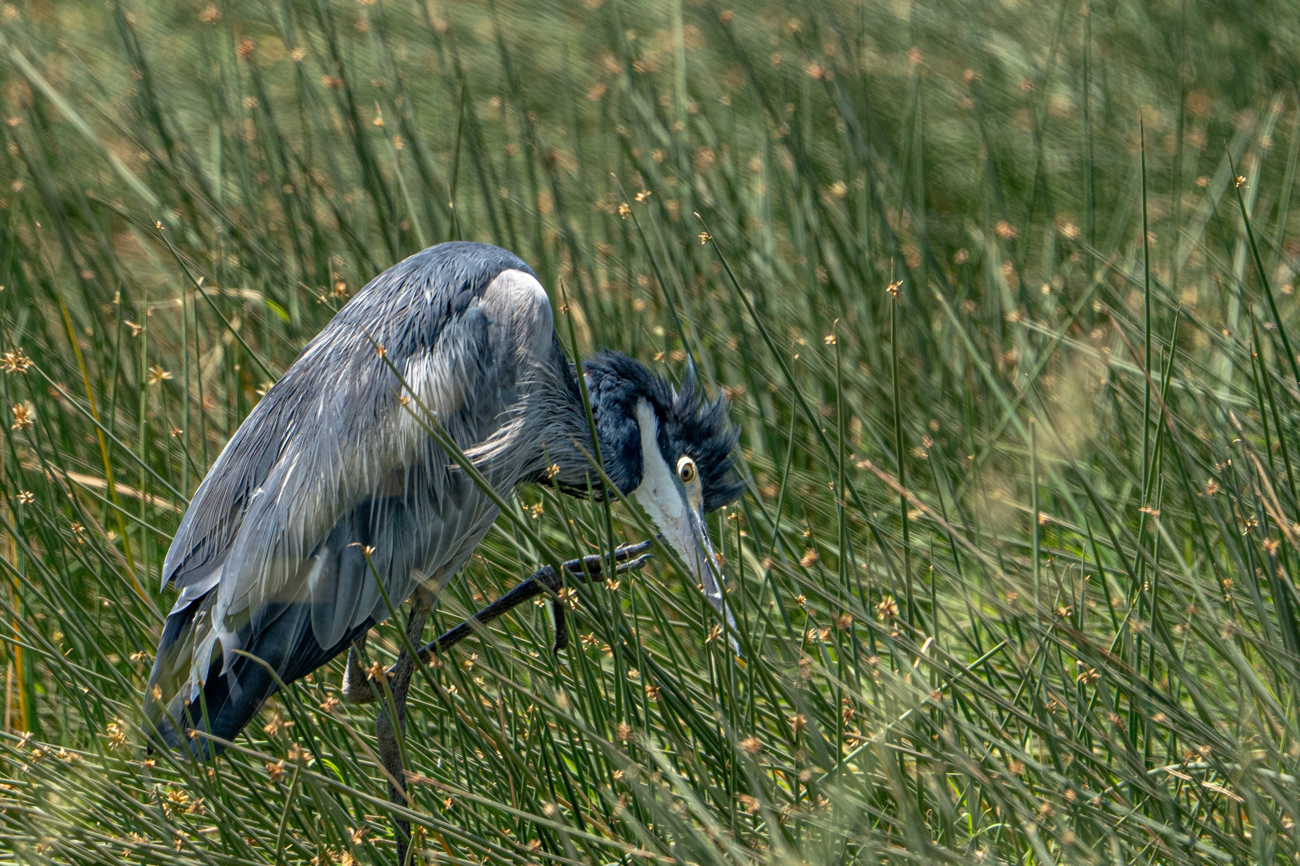 Танзания, сафари, 2025. Творческие сьемки