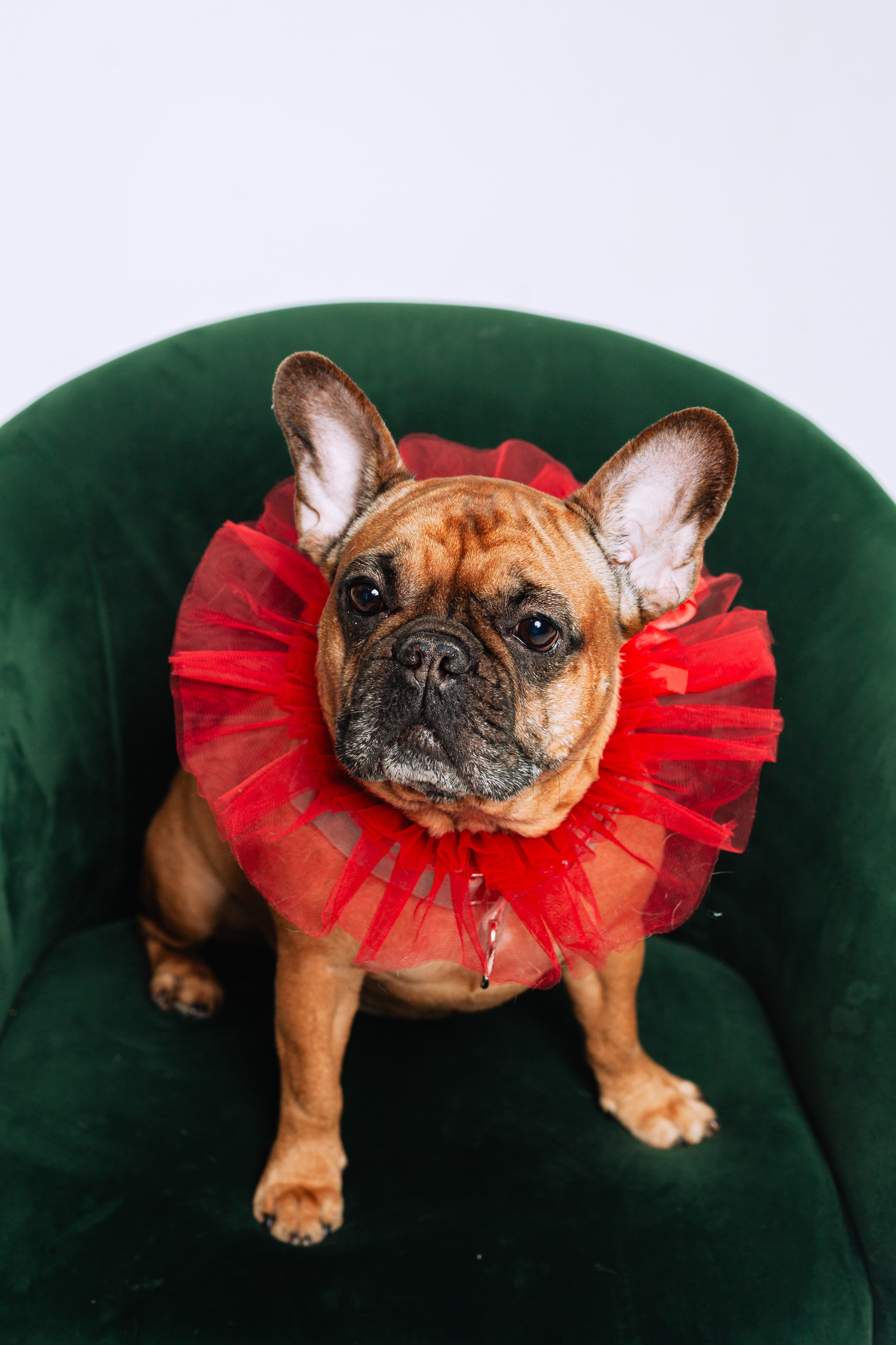 Бульвстреча 2025. Фотограф-анималист Татьяна Степанова