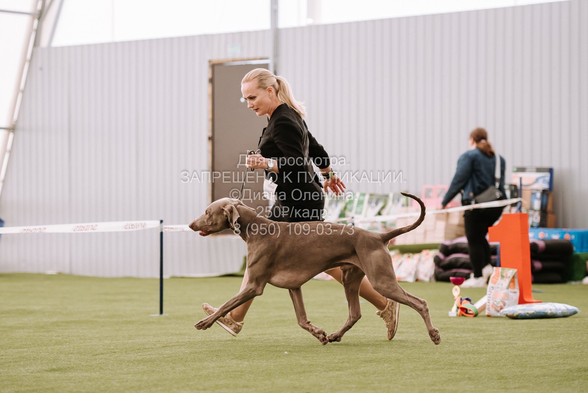 Выставка собак Красноярск 2.06. Фотограф Диана Оленина Красноярск / Братск