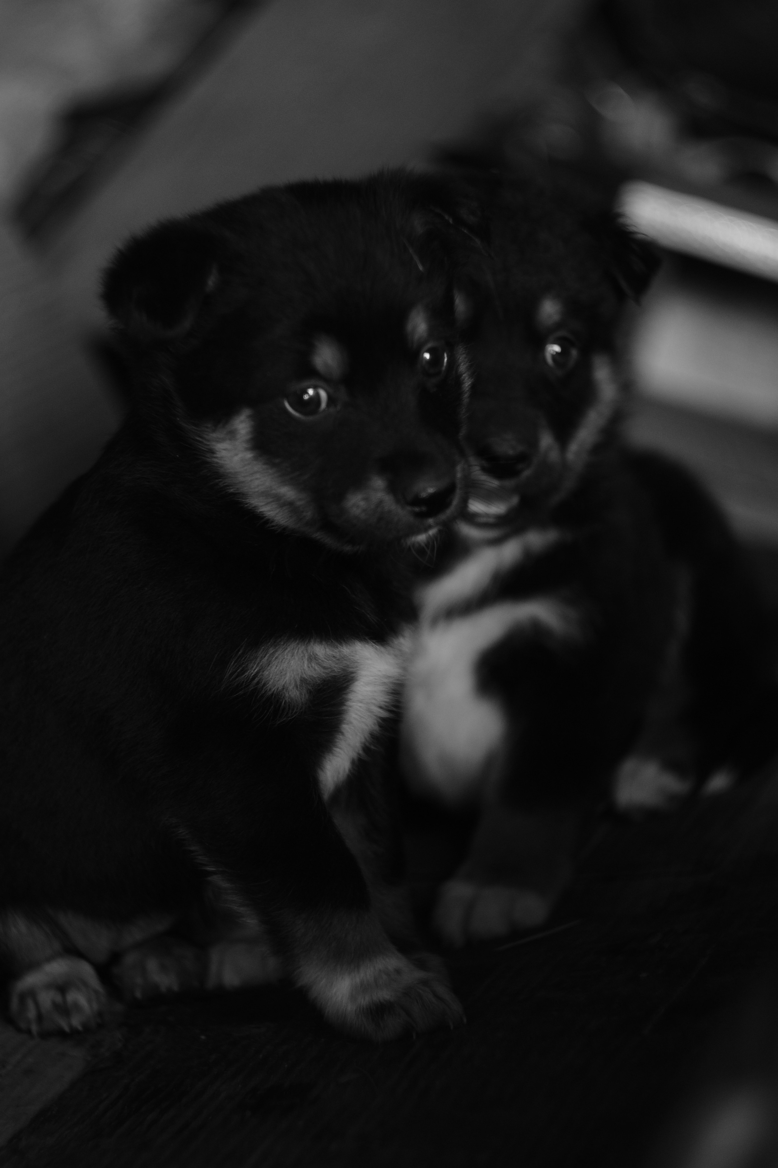 Dogs. Профессиональный фотограф