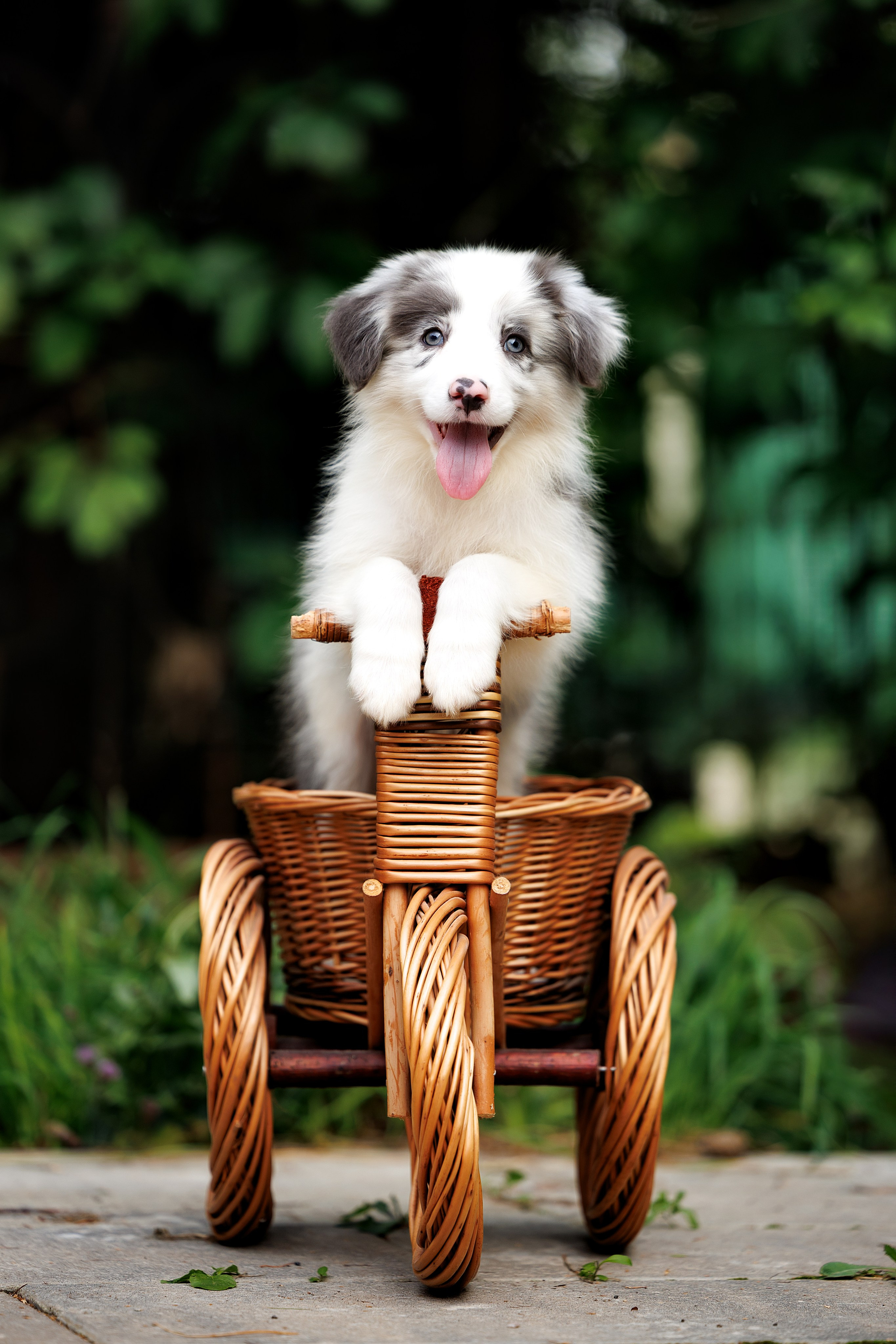 Портфолио: Фотосъёмка щенков в Москве и области — трогательные моменты. Фотограф-анималист и бренд-фотограф в Москве | Фотография собак, людей, бизнес-портрет