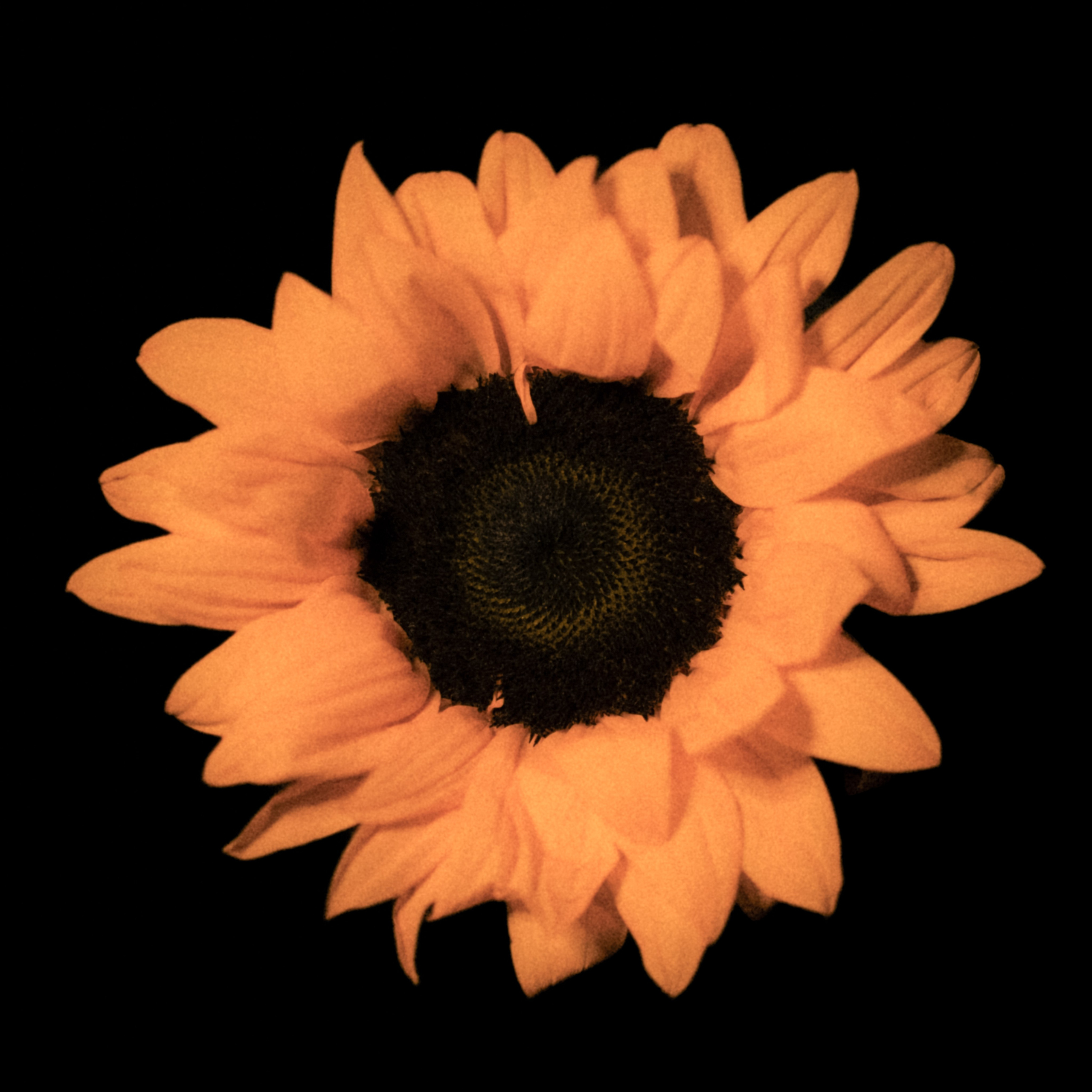 Единство (серия). Мистические фотосессии в Санкт-Петербурге от мистика Ильи Шенгелия