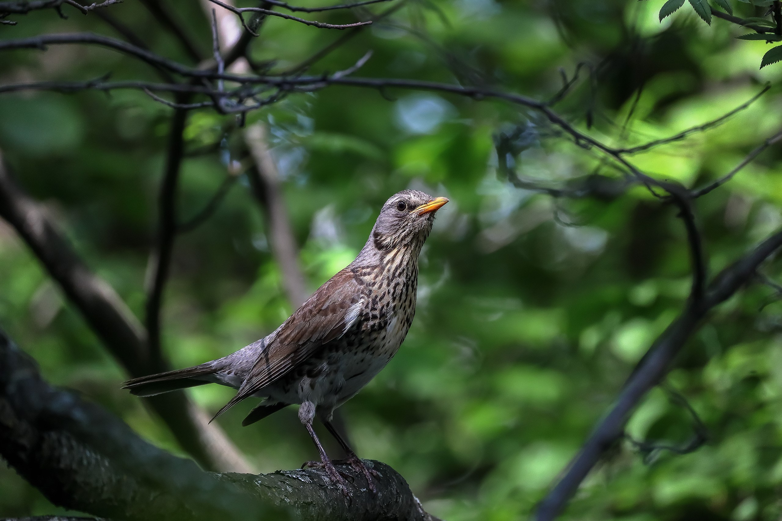 Рябинник птицы Москвы