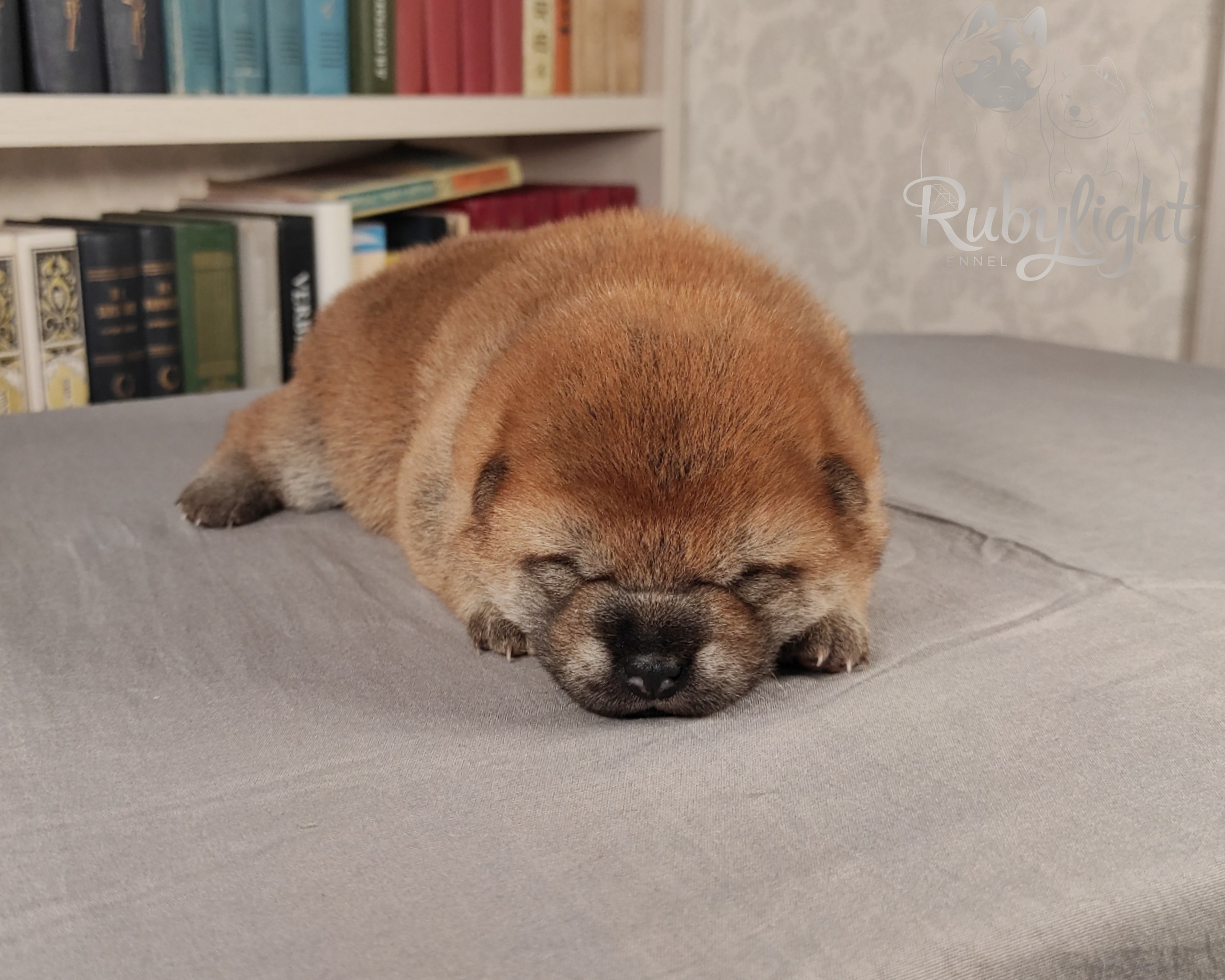 сиба питомник Рубилайт щенки на продажу rubylight  сиба щенки купить