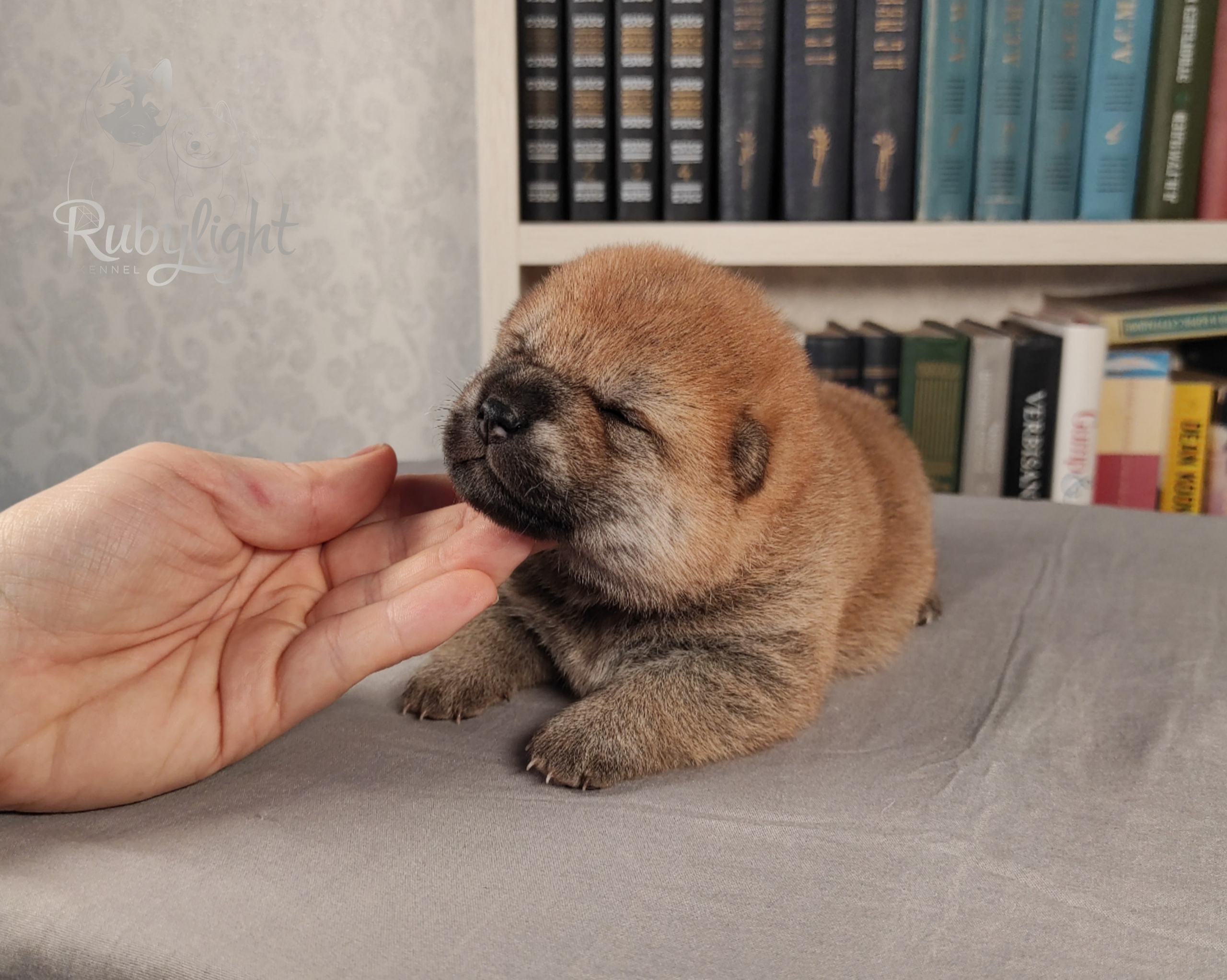 сиба питомник Рубилайт щенки на продажу rubylight  сиба щенки купить