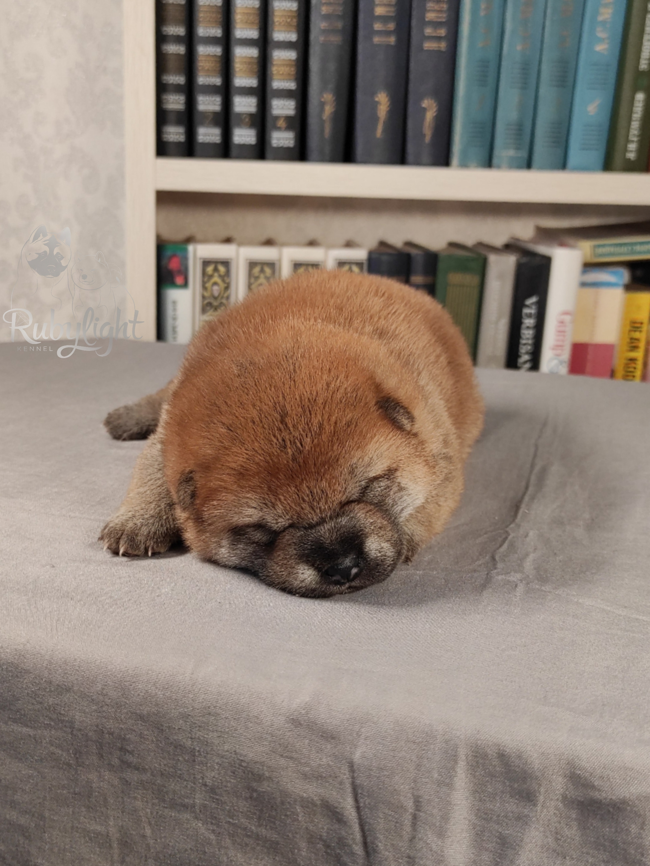 сиба питомник Рубилайт щенки на продажу rubylight  сиба щенки купить