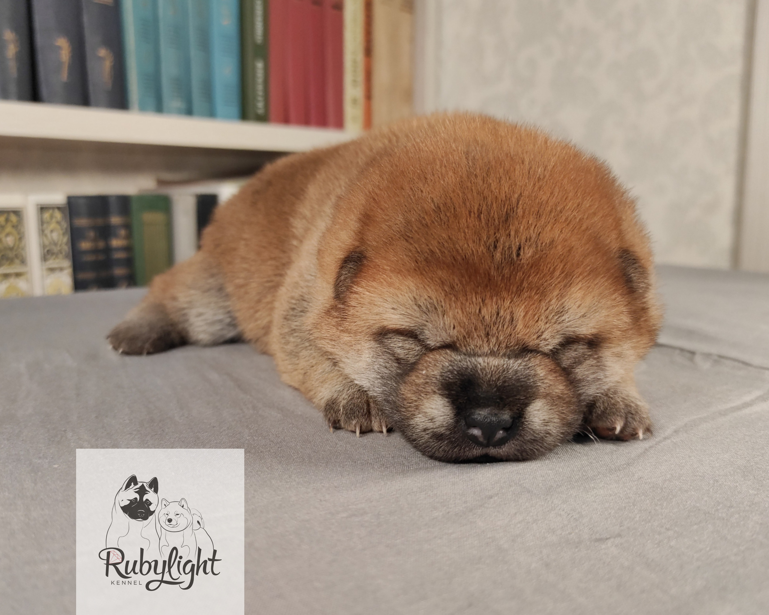 сиба питомник Рубилайт щенки на продажу rubylight  сиба щенки купить