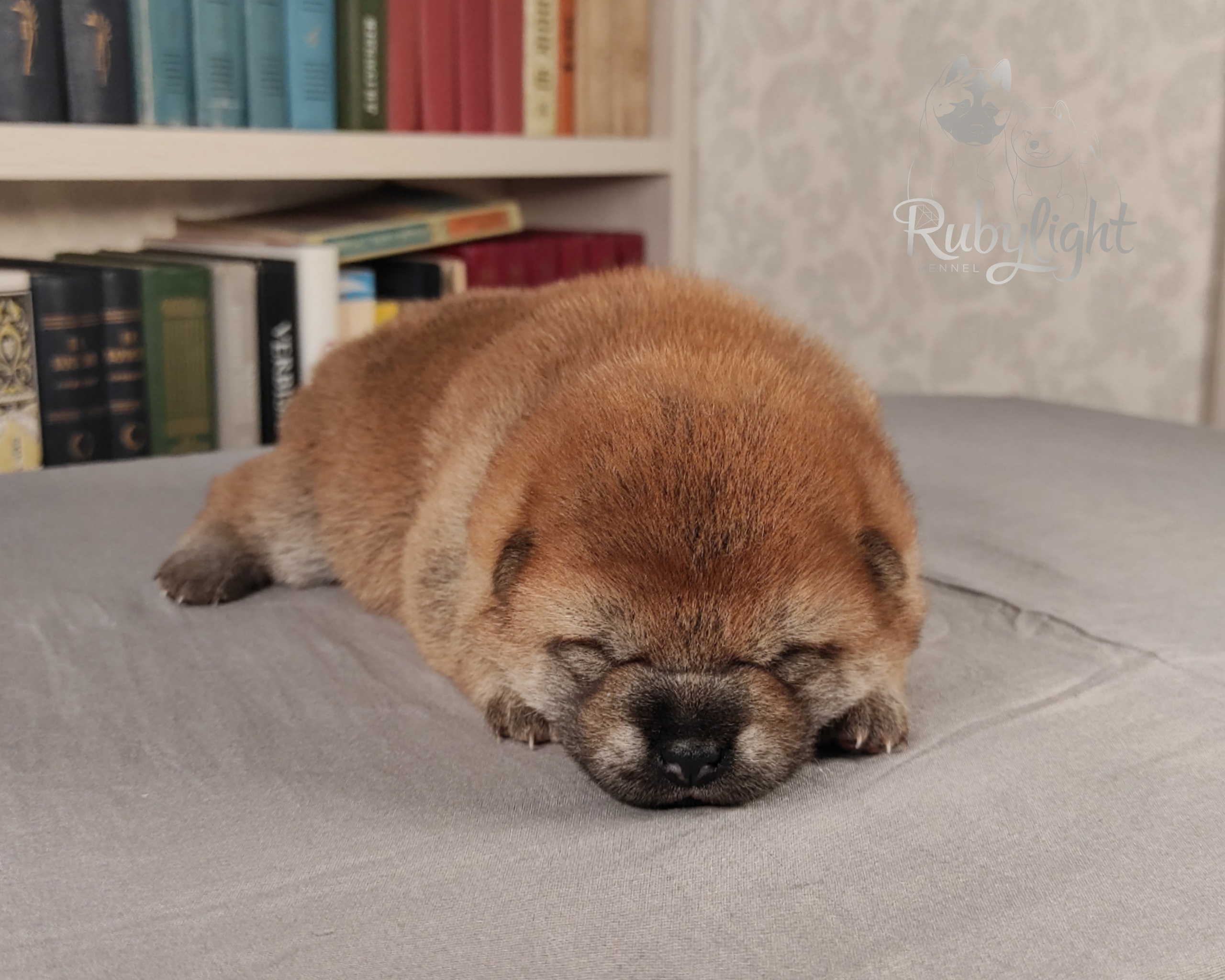 сиба питомник Рубилайт щенки на продажу rubylight  сиба щенки купить