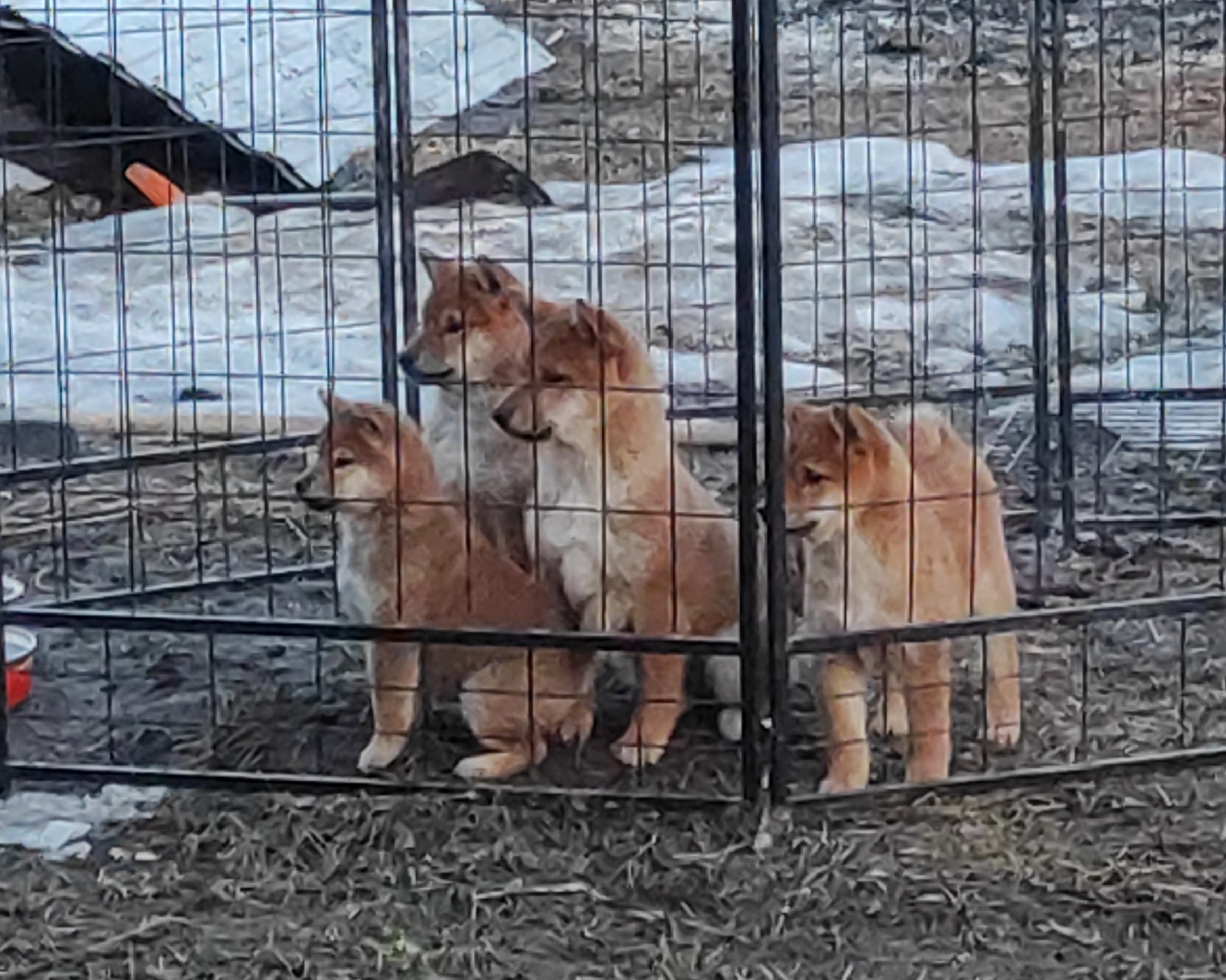 сиба питомник Рубилайт щенки на продажу rubylight  сиба щенки купить