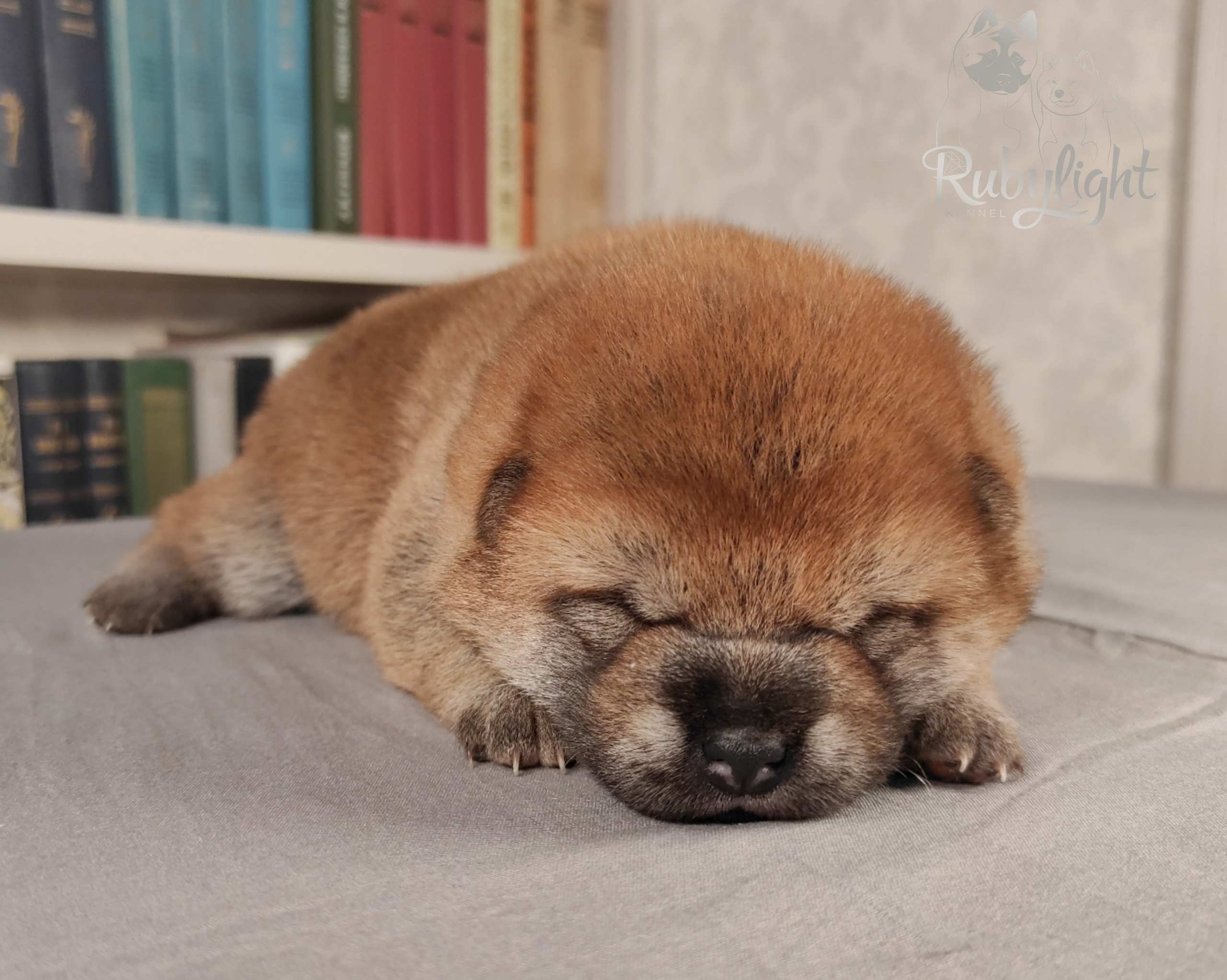 сиба питомник Рубилайт щенки на продажу rubylight  сиба щенки купить