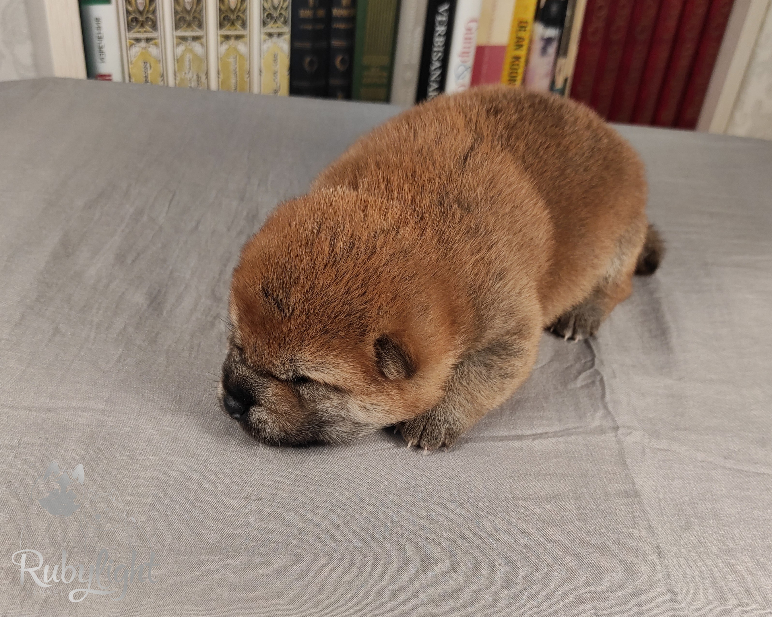 сиба питомник Рубилайт щенки на продажу rubylight  сиба щенки купить