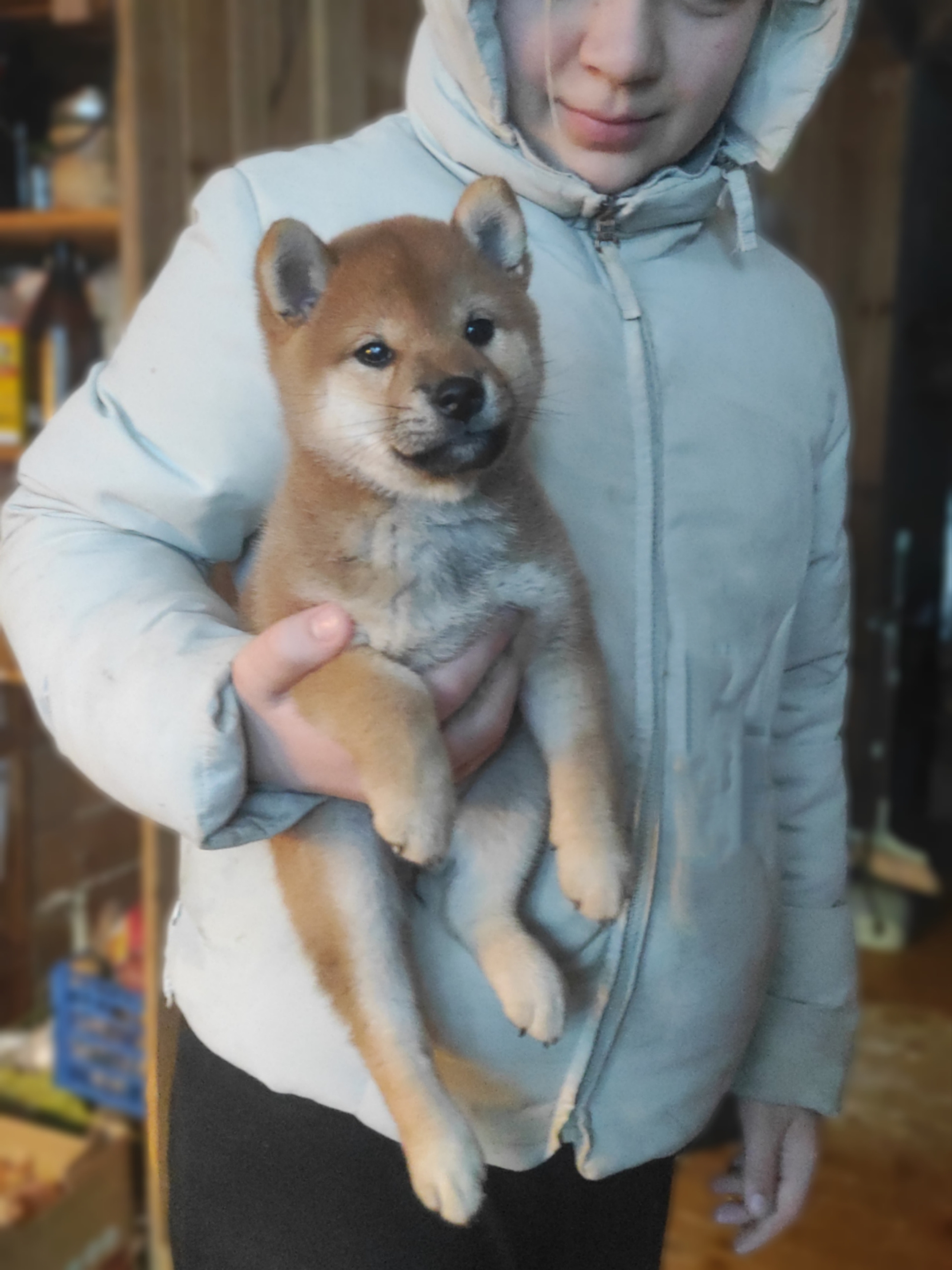 сиба питомник Рубилайт щенки на продажу rubylight  сиба щенки купить