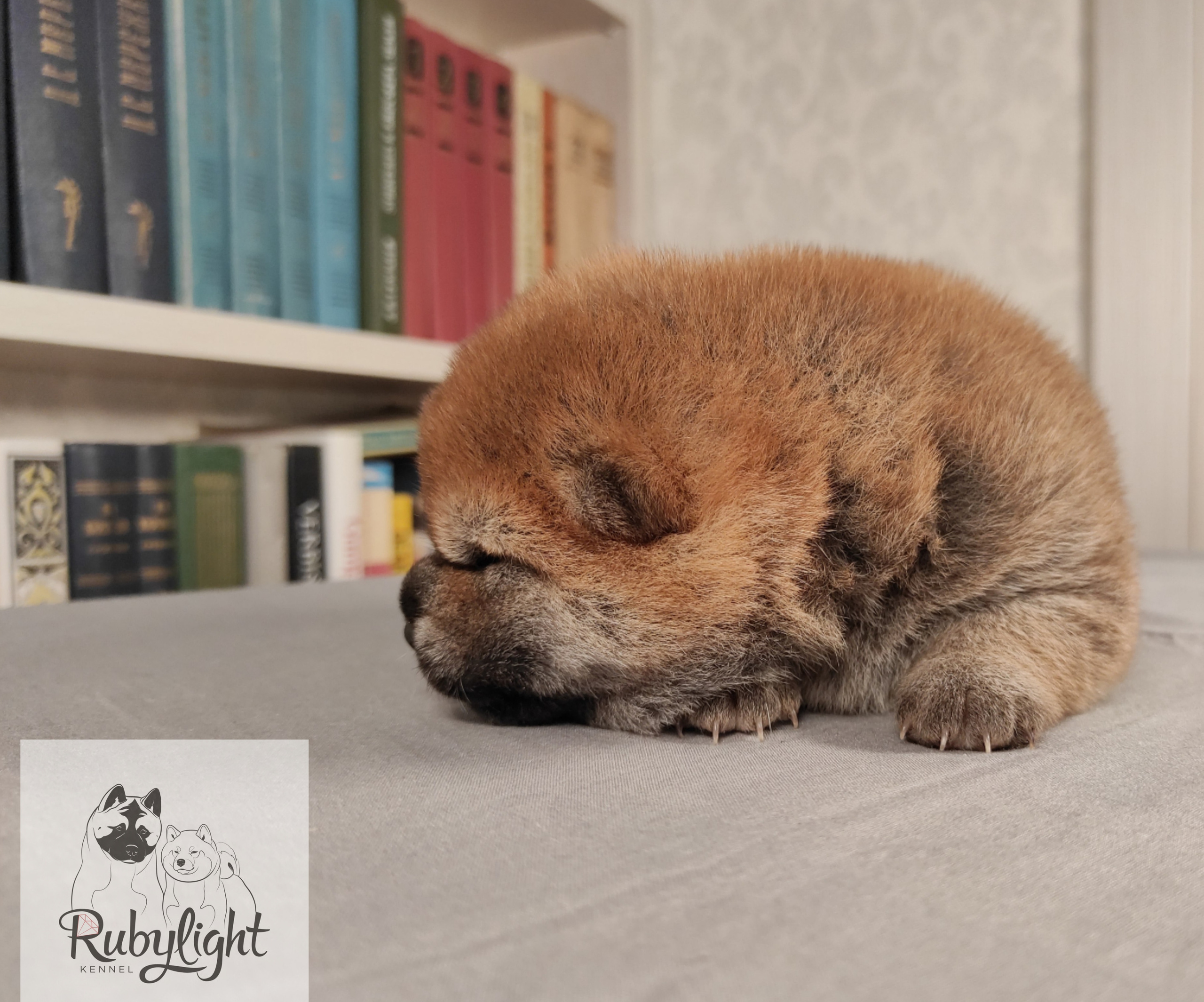 сиба питомник Рубилайт щенки на продажу rubylight  сиба щенки купить