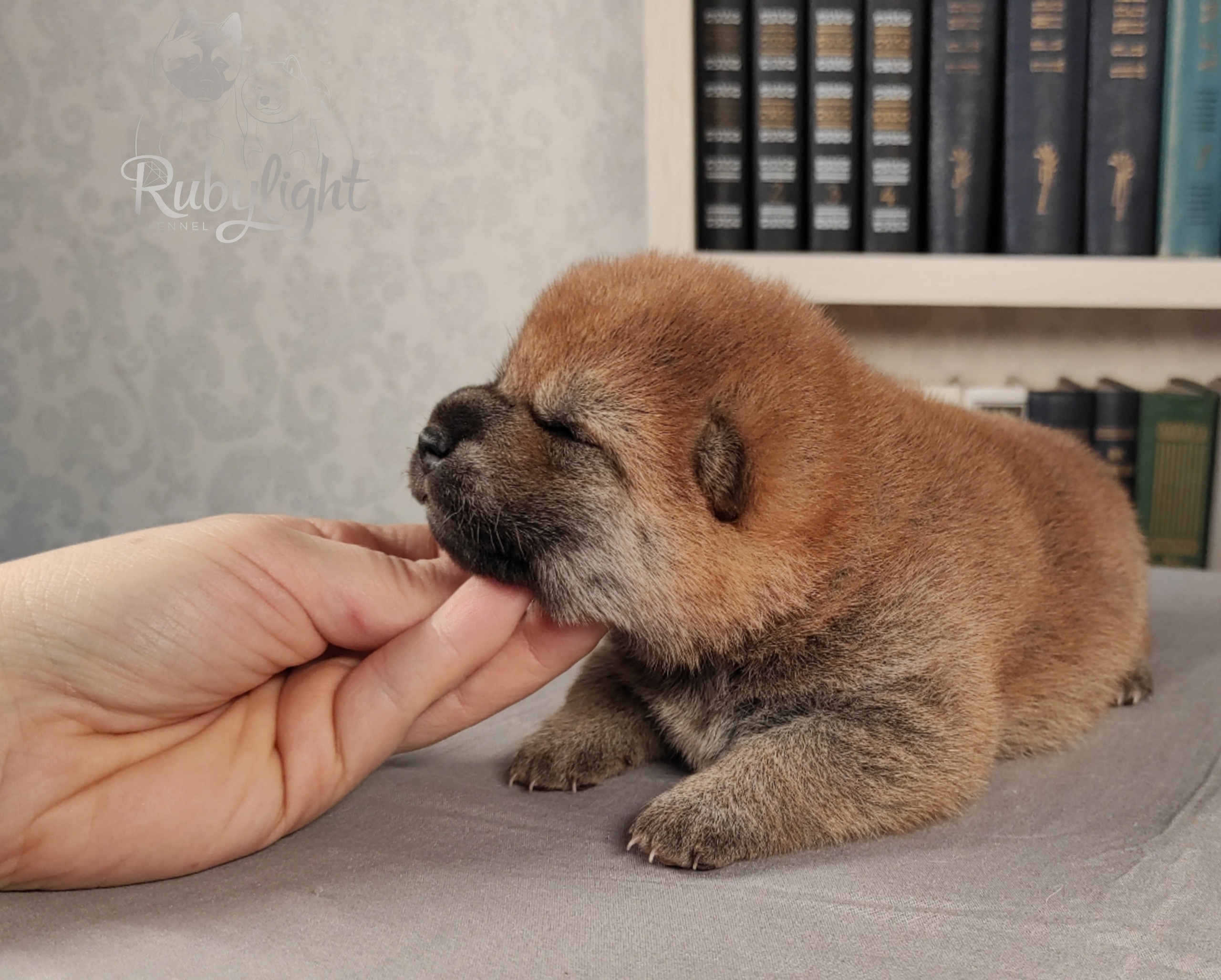 сиба питомник Рубилайт щенки на продажу rubylight  сиба щенки купить