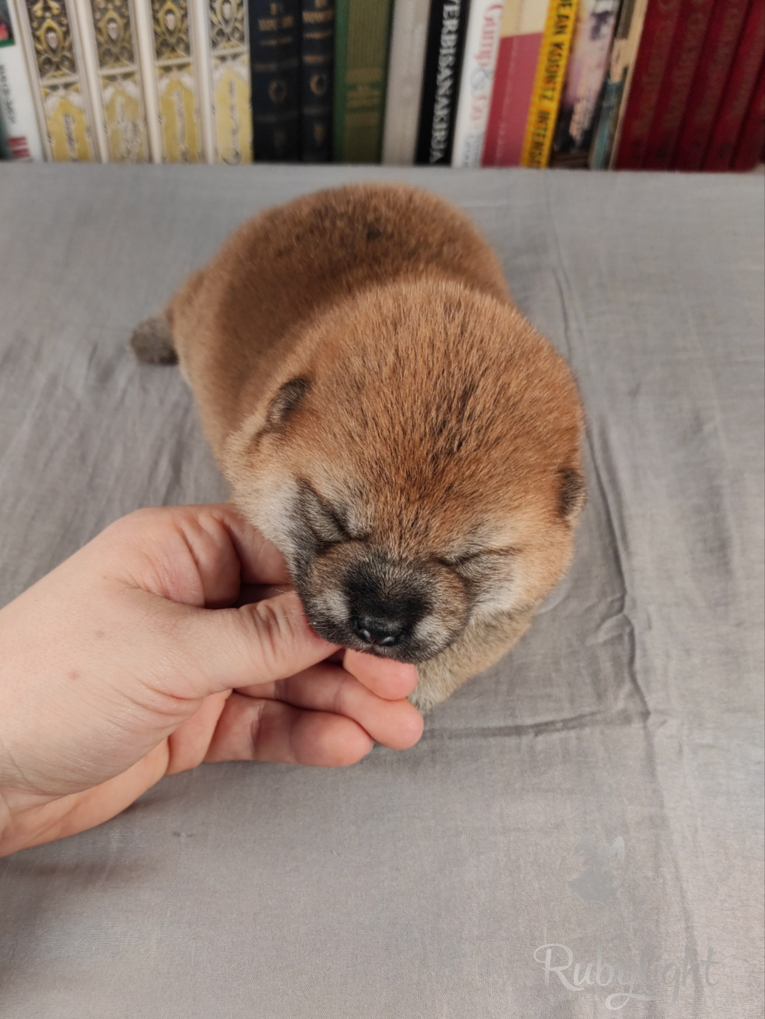 сиба питомник Рубилайт щенки на продажу rubylight  сиба щенки купить