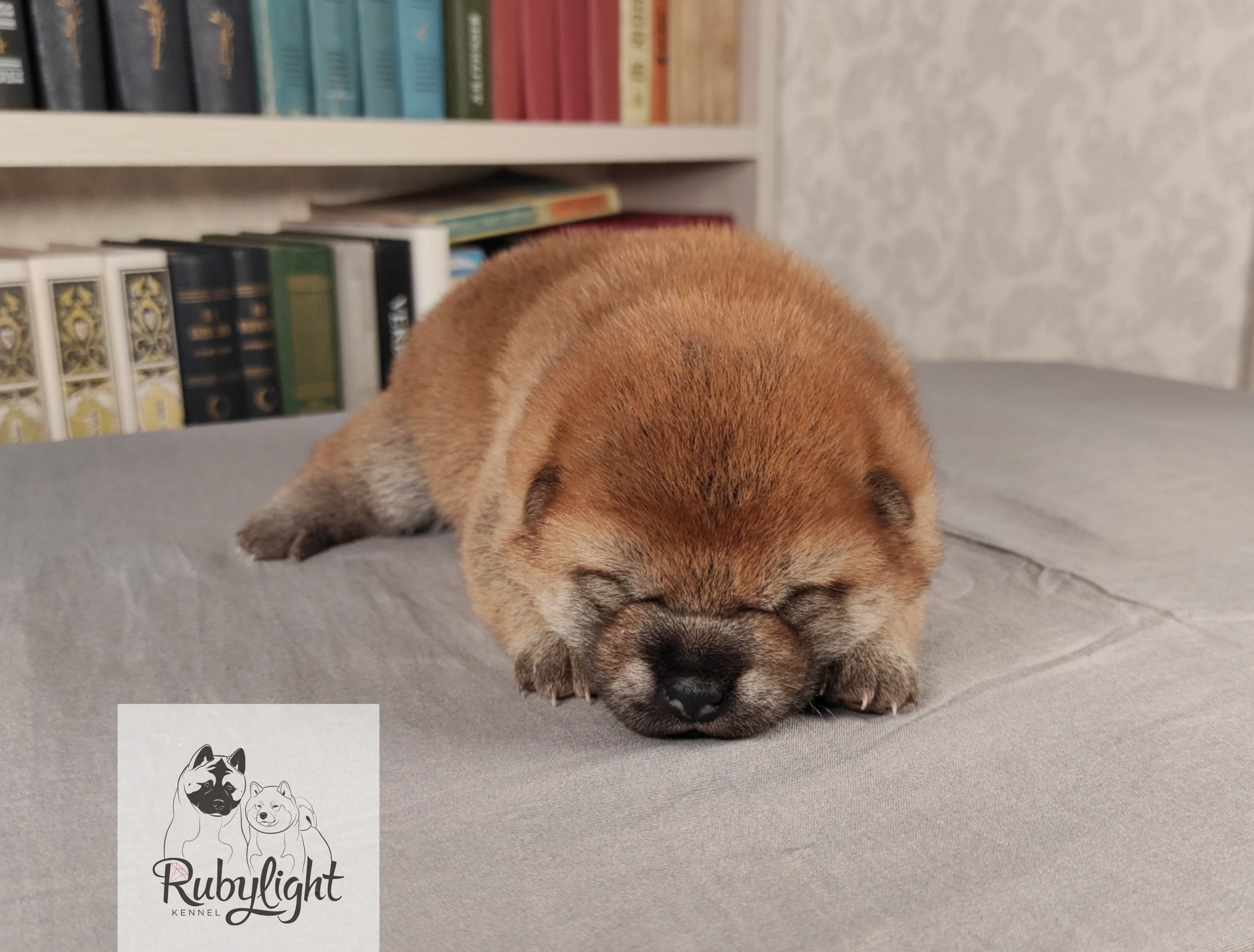 сиба питомник Рубилайт щенки на продажу rubylight  сиба щенки купить