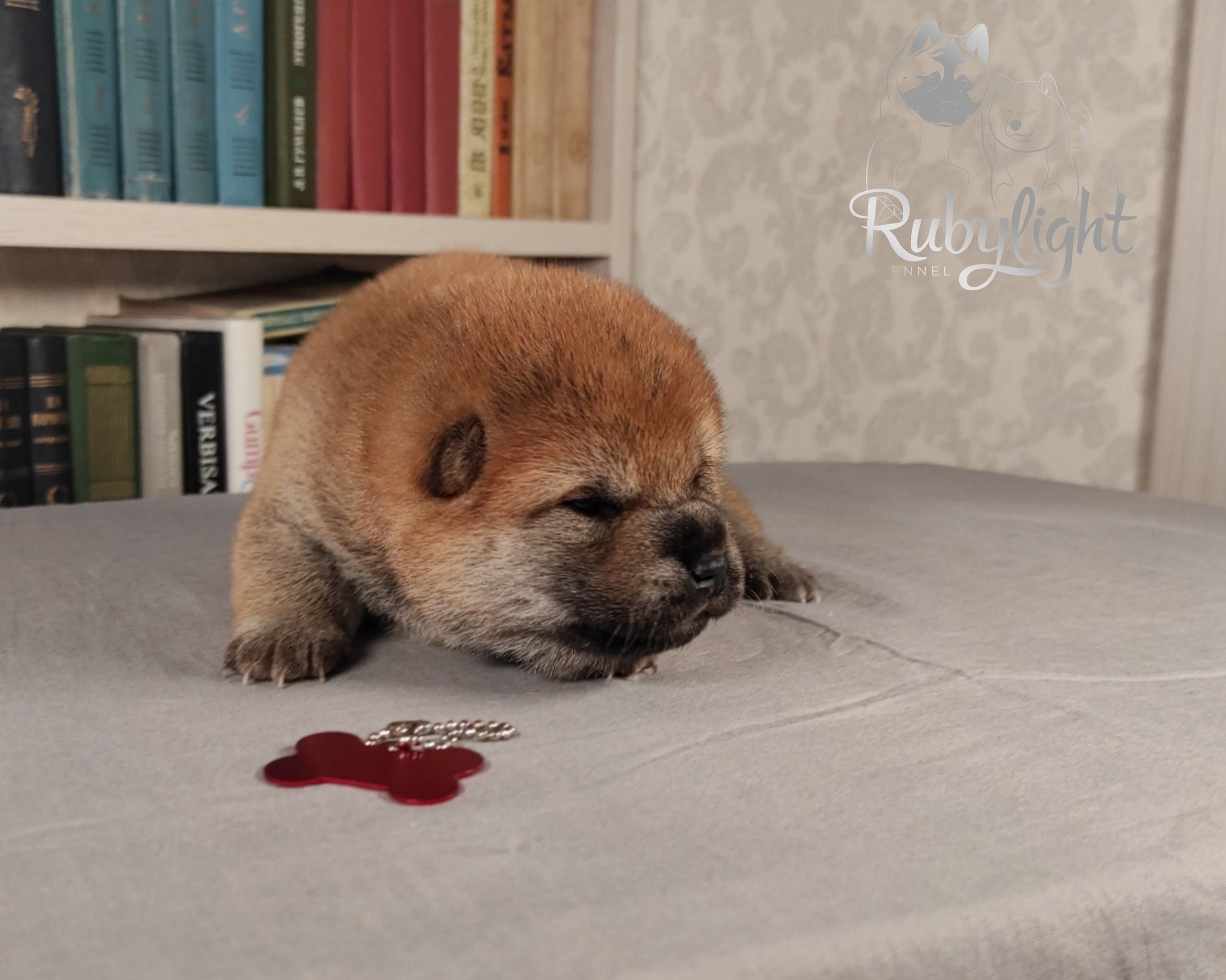 сиба питомник Рубилайт щенки на продажу rubylight  сиба щенки купить
