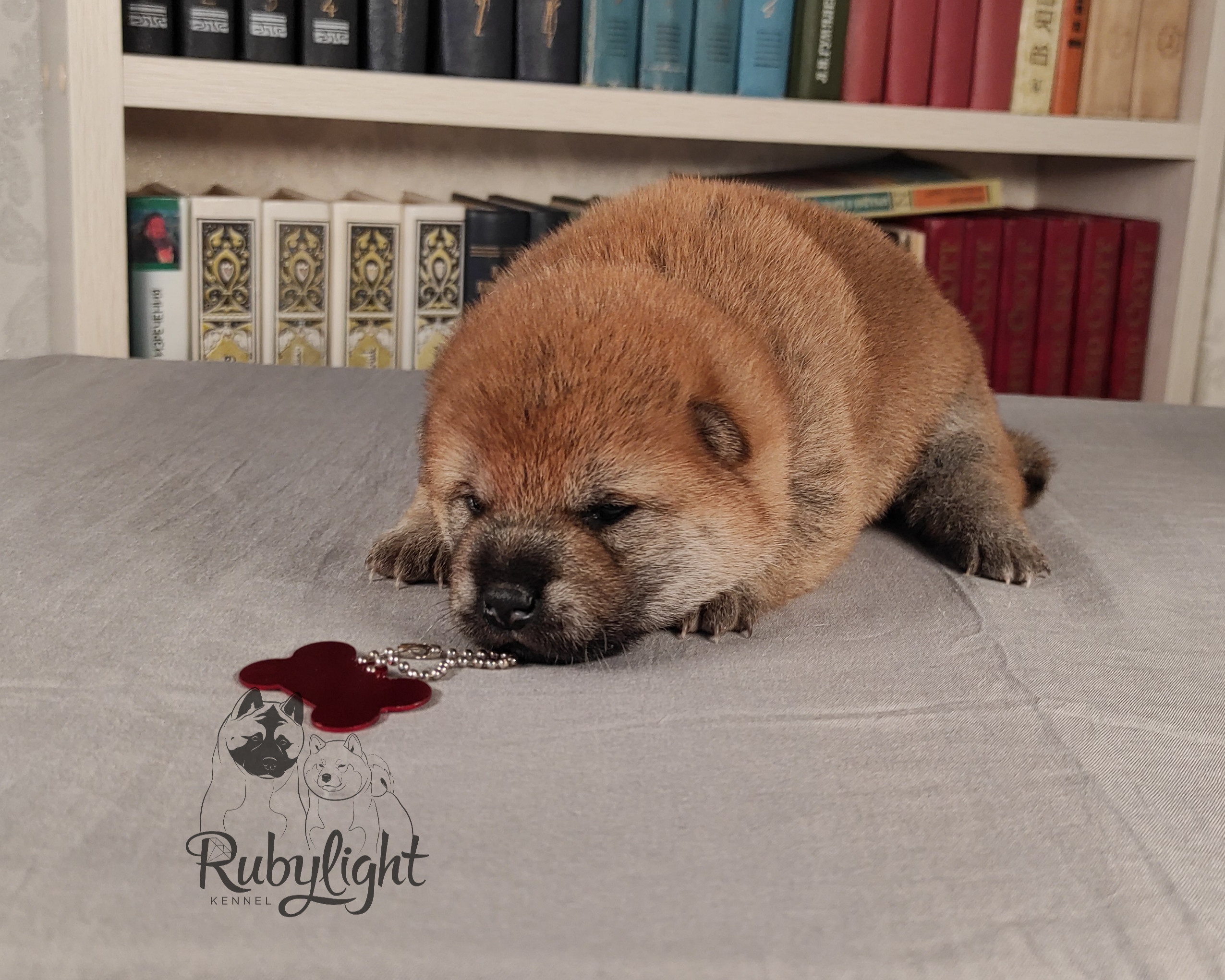 сиба питомник Рубилайт щенки на продажу rubylight  сиба щенки купить