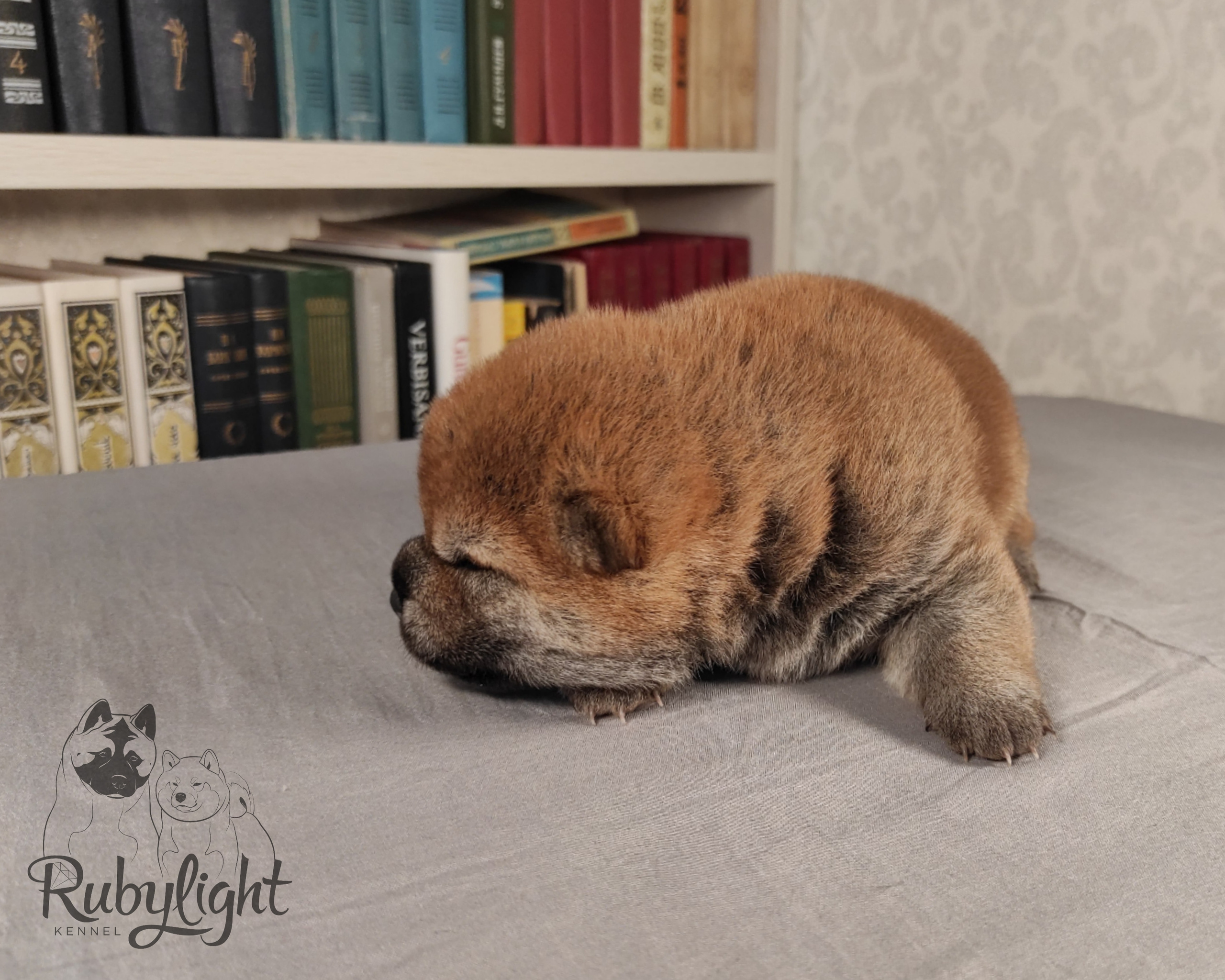 сиба питомник Рубилайт щенки на продажу rubylight  сиба щенки купить