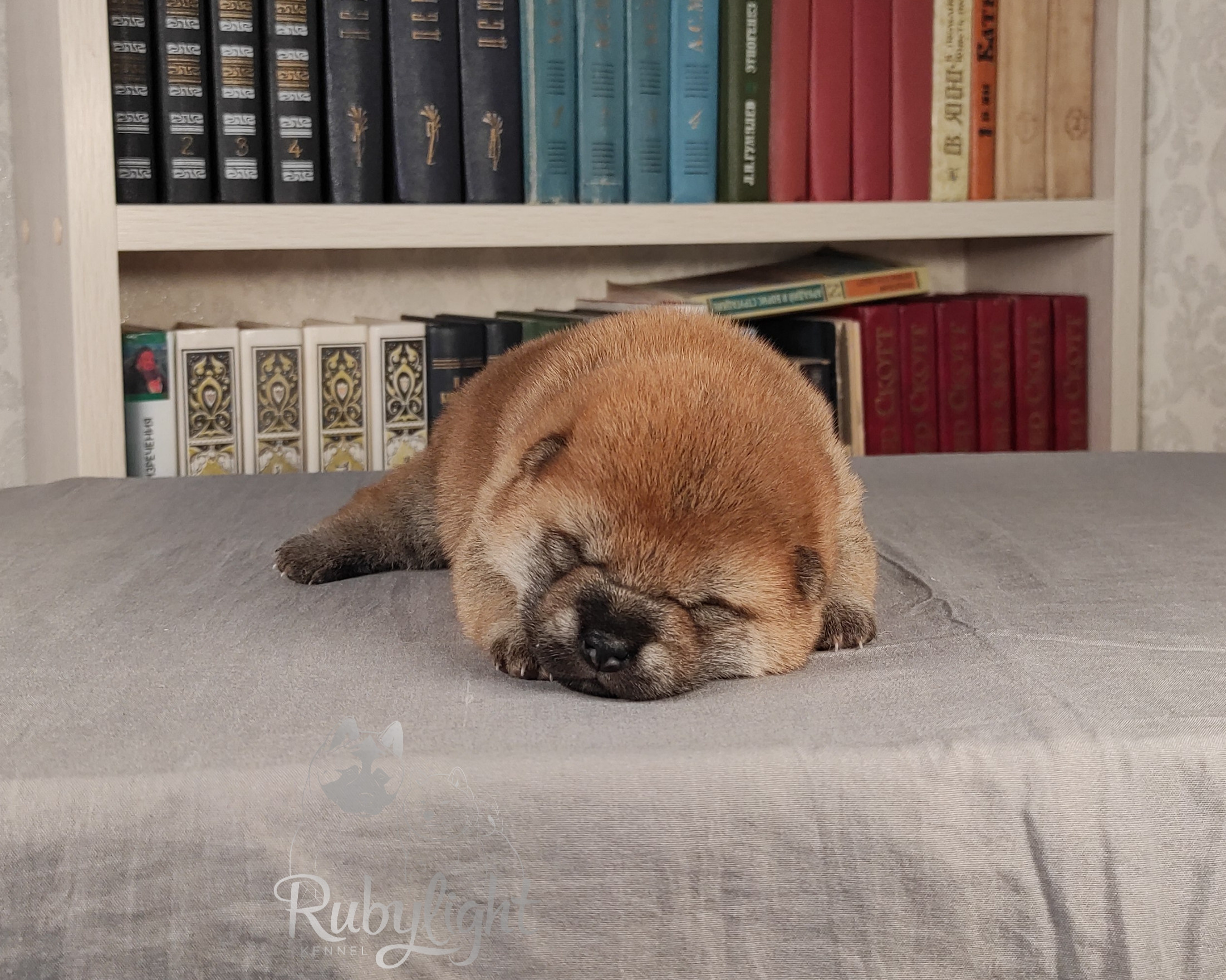 сиба питомник Рубилайт щенки на продажу rubylight  сиба щенки купить