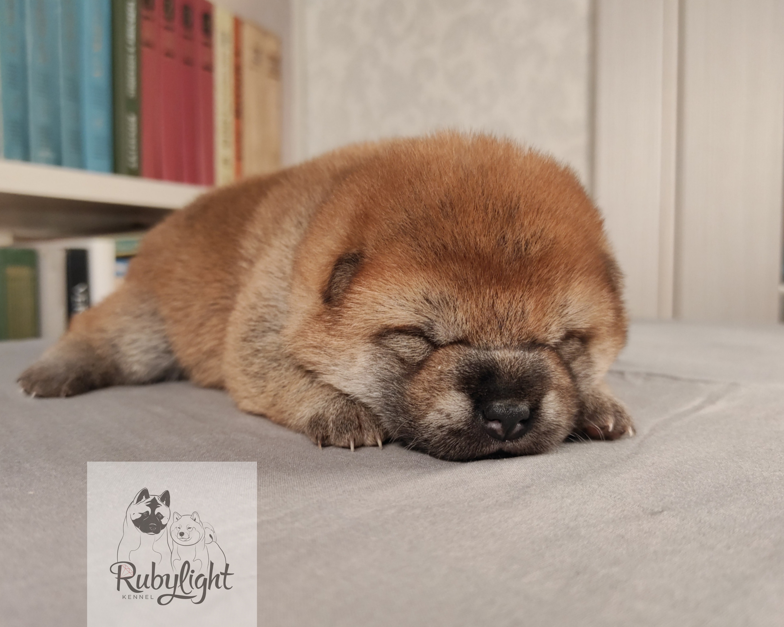 сиба питомник Рубилайт щенки на продажу rubylight  сиба щенки купить
